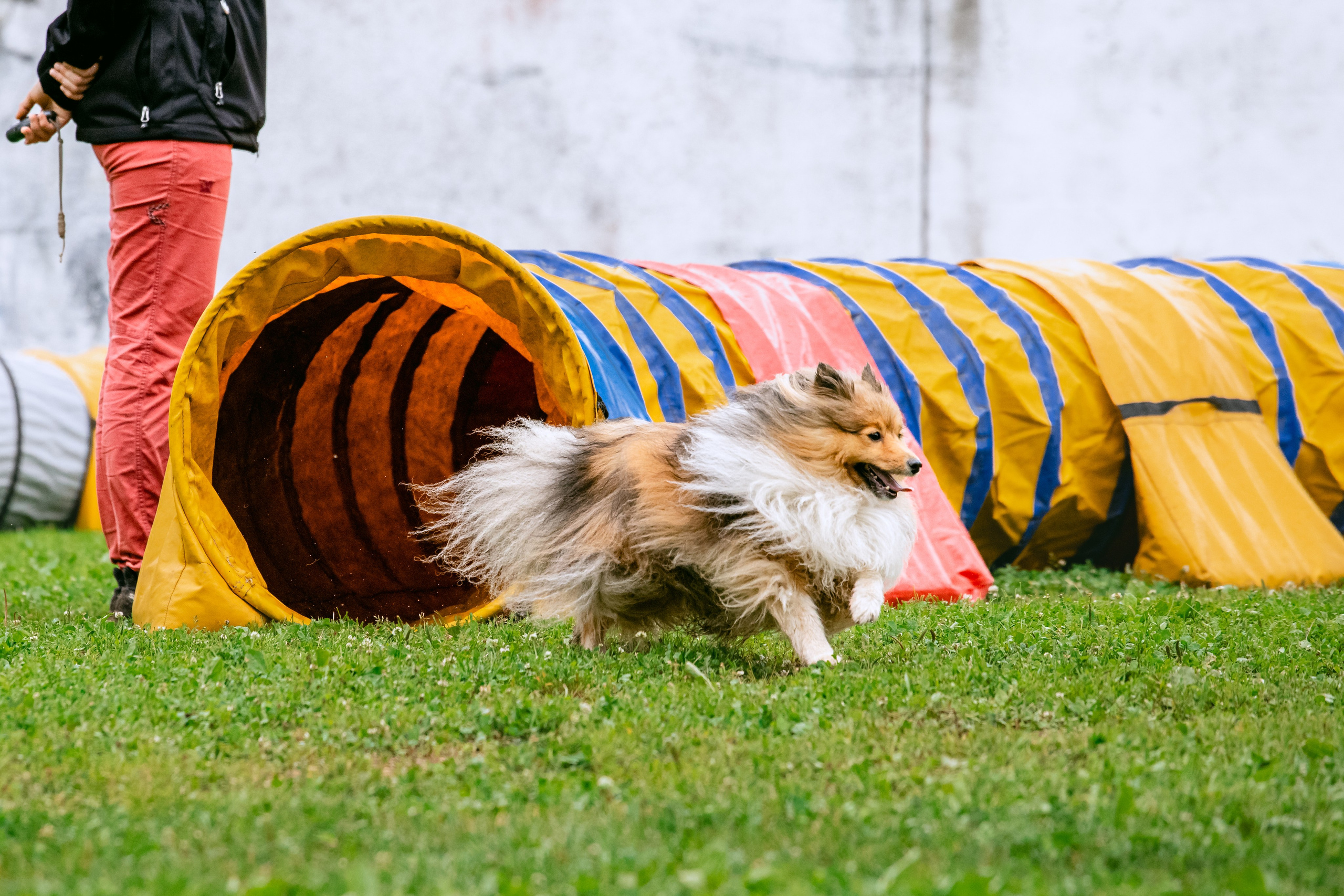 Соревнования по аджилити Долгопрудный 30.06.2025. Фотограф-анималист Татьяна Степанова