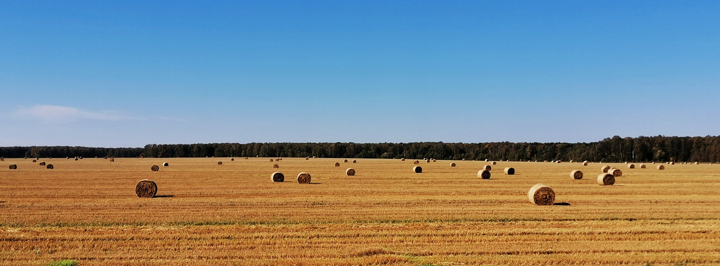 Август, Пейзаж, Алексей Устинченко, Москва