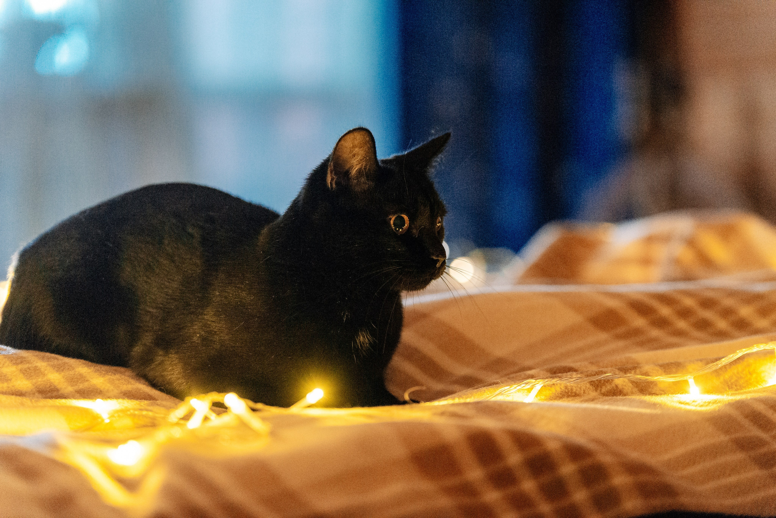 Питомец в кадре. Фотограф-анималист Анастасия Парфенова|Екатеринбург