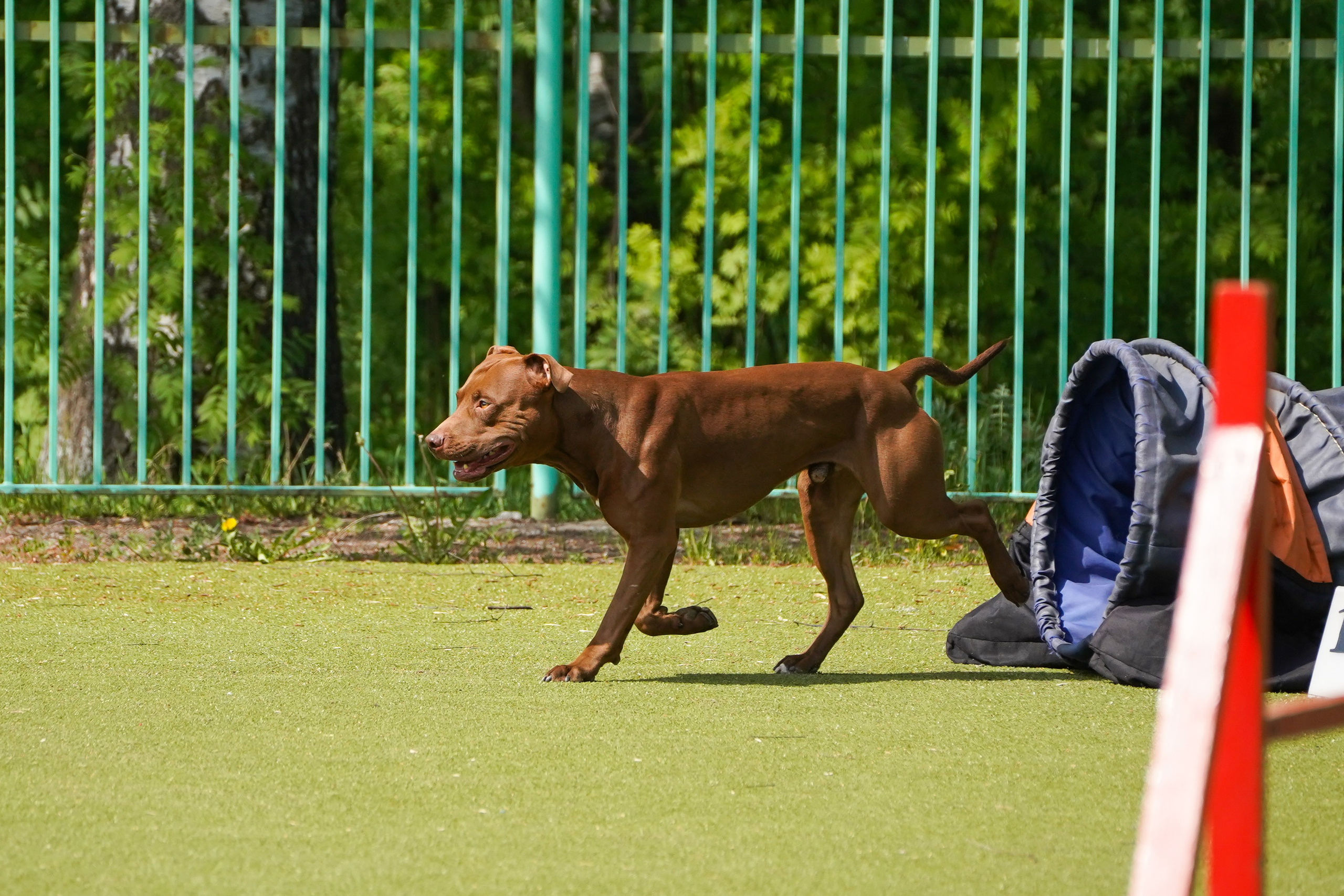 Аджилити 25.05.24, Санкт-Петербург. Фотограф-анималист Анастасия Большакова