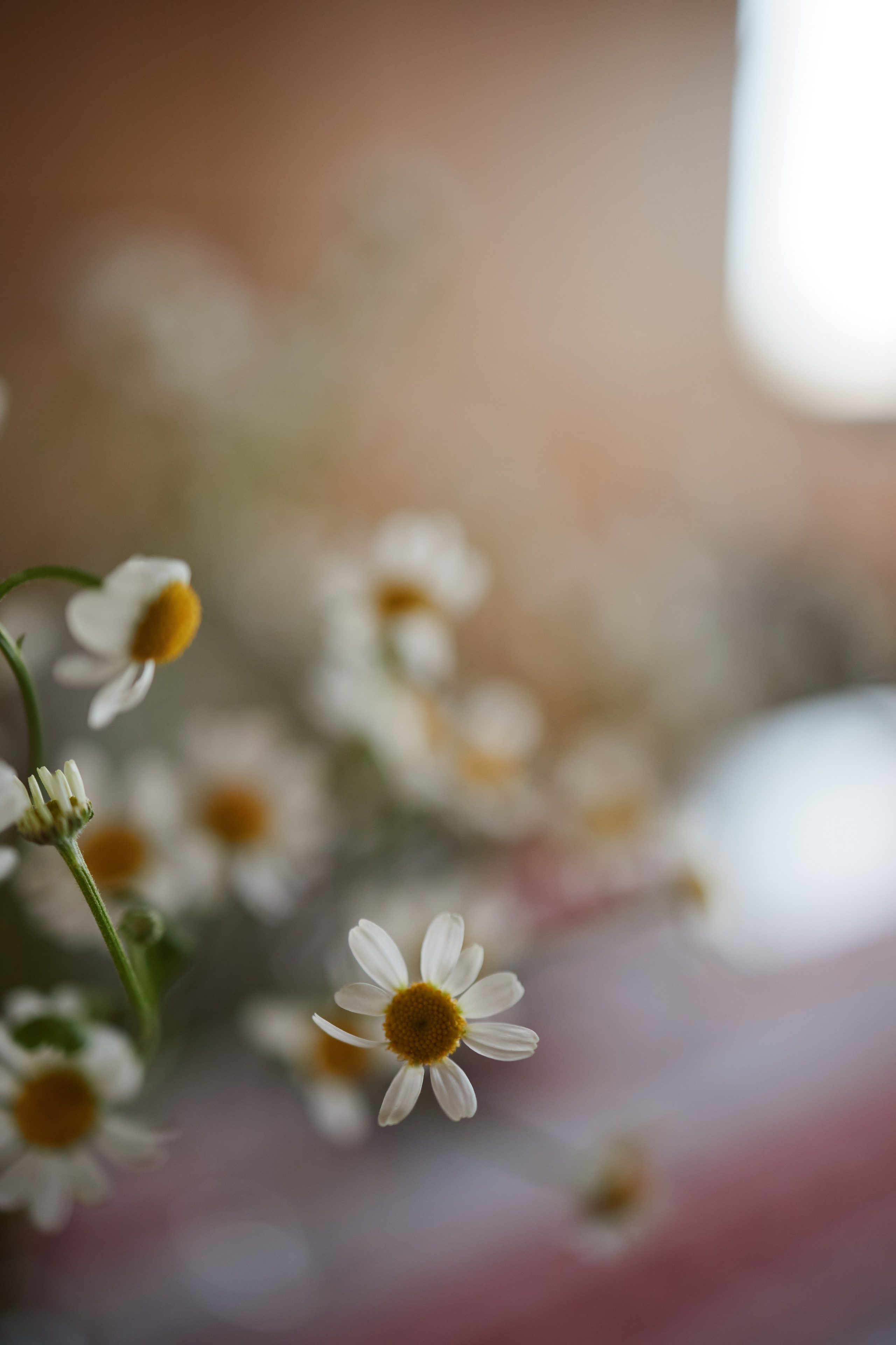 Масленица. Фотограф и видеограф в Кургане Леонид Корнильев