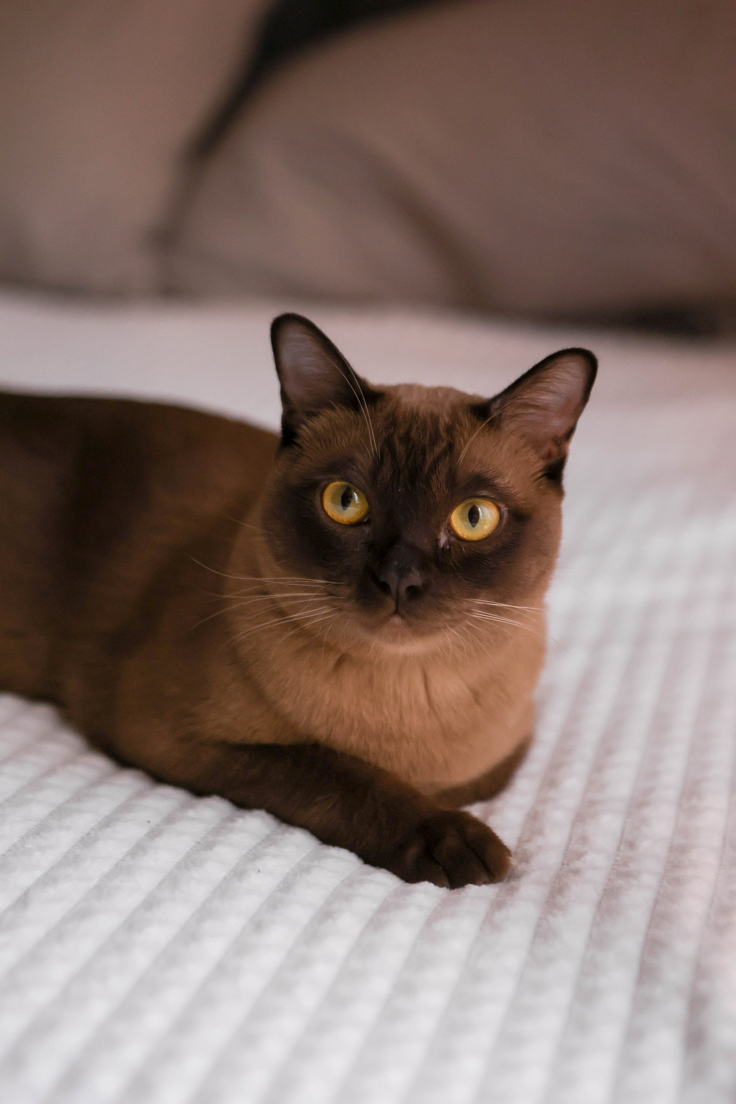 Тимоша. Наталья Косьянова. Ваш фотограф. Москва