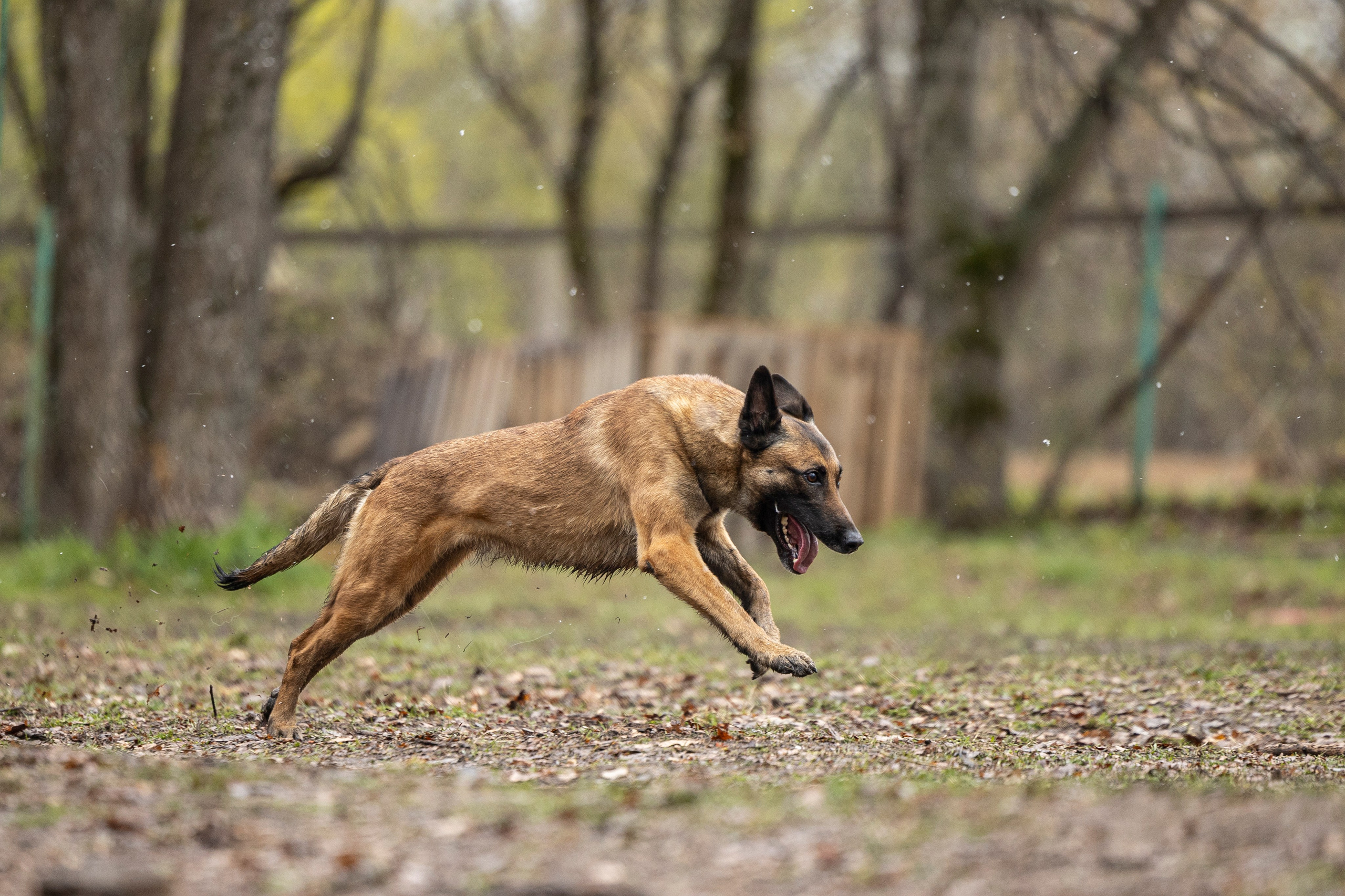 Квалификационные состязания по мондьорингу г. Вологда 11.05.24. Фотограф-анималист Анна Маринич