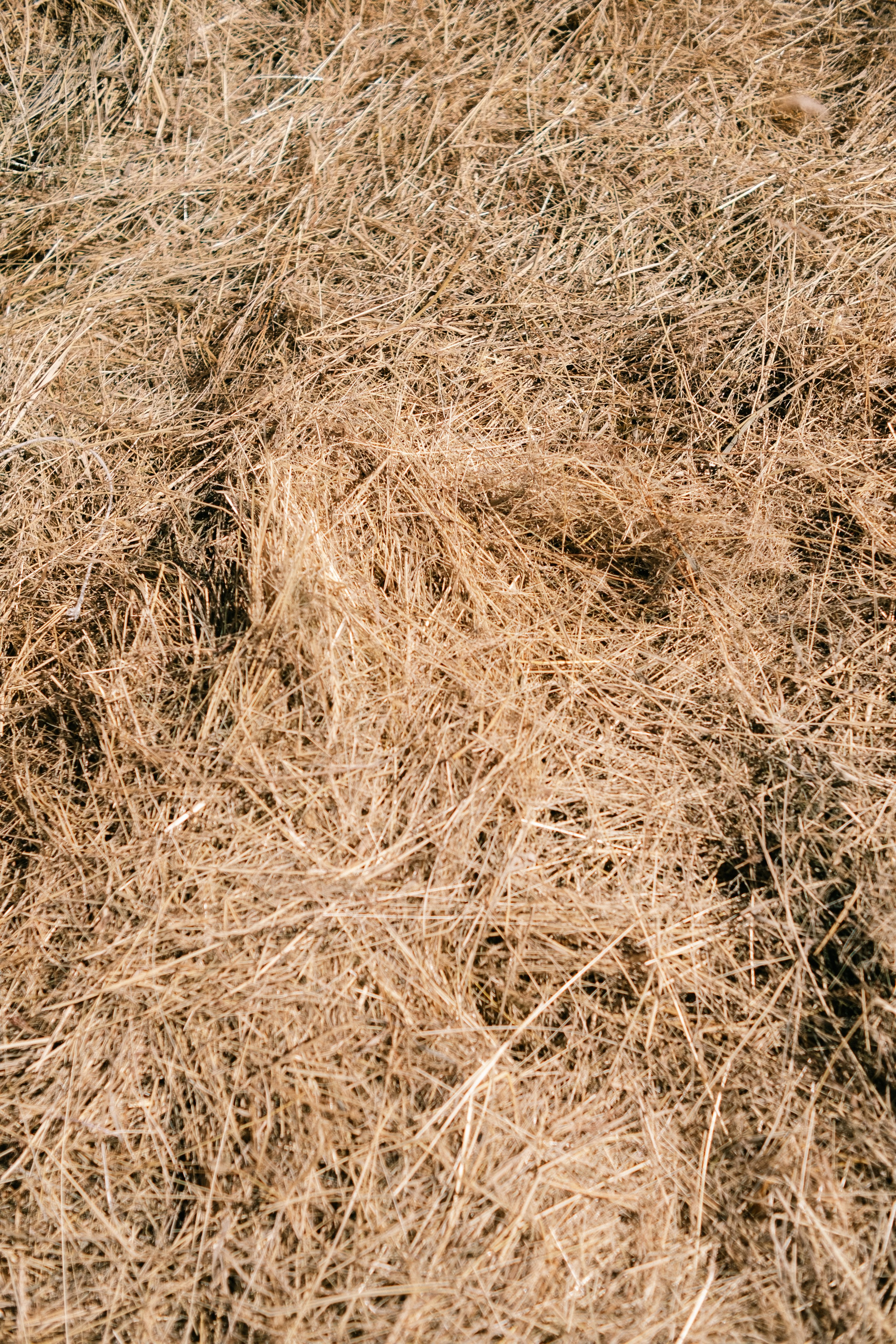 Наташа. Съёмка с лошадкой. Lickord