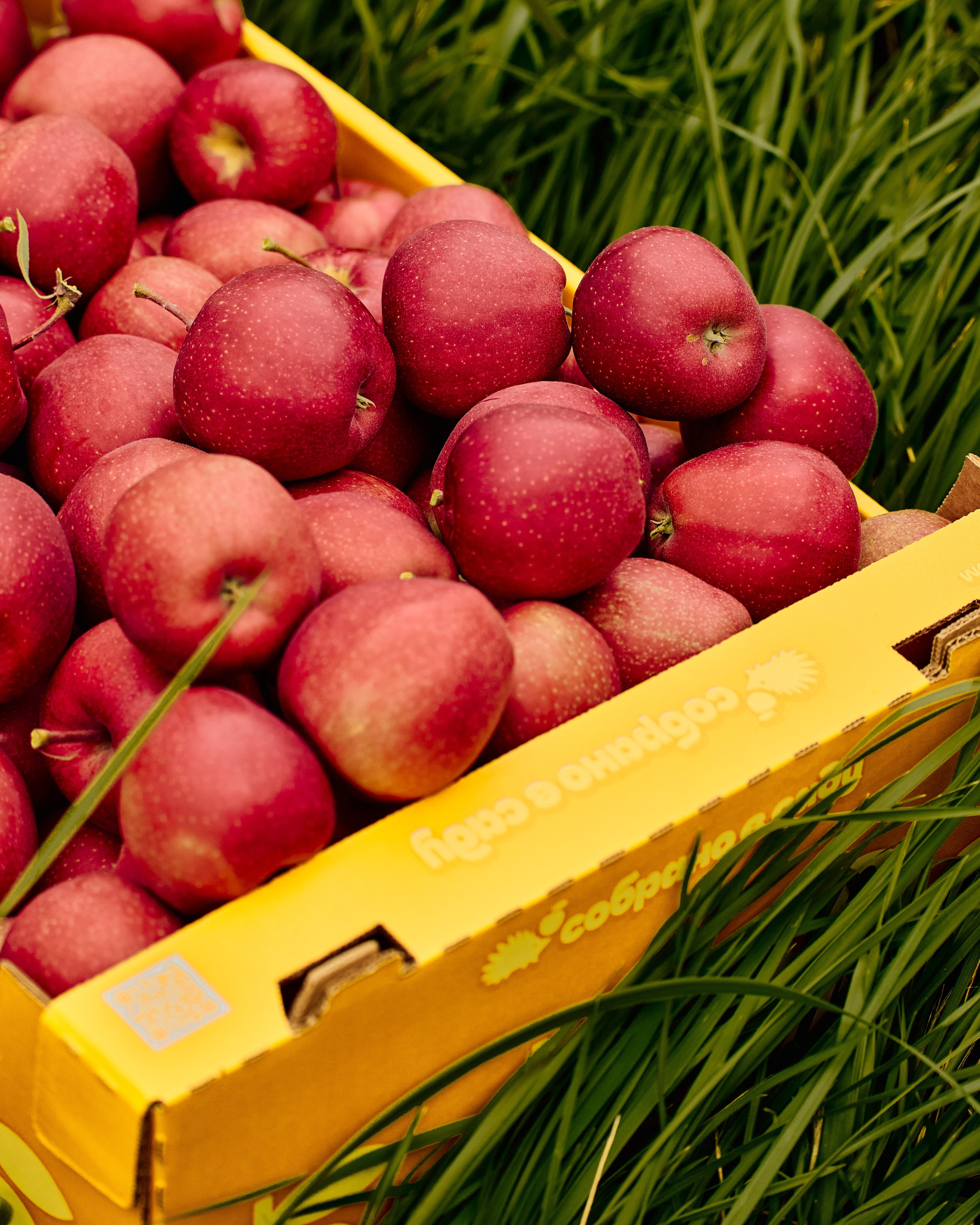 Собрано в саду. Святослав Лебедев | Рекламный фотограф — Коммерческая съемка, Арт-дирекшн, AI-интеграция