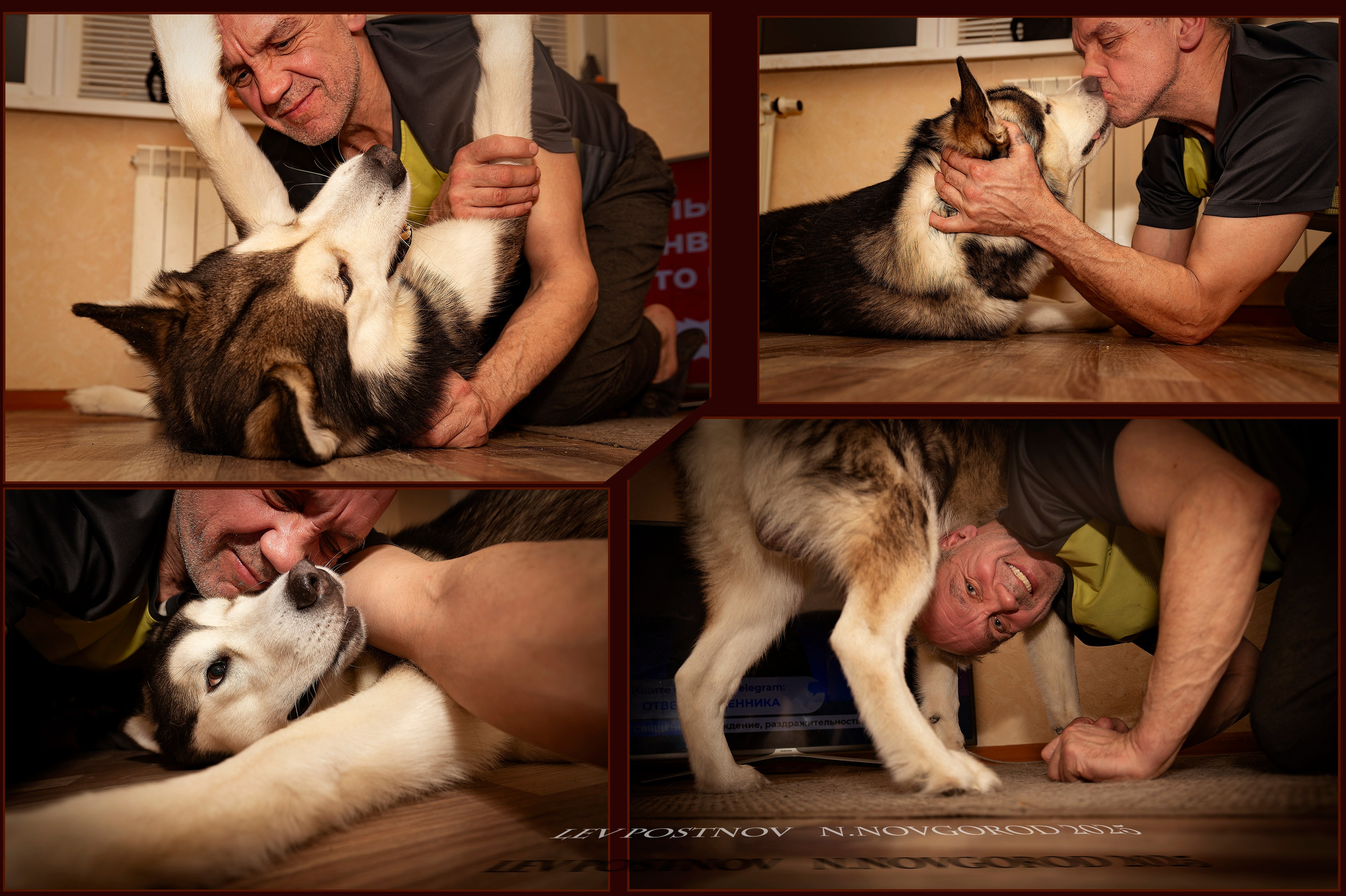 Мои маламуты.Ярик. Лев Постнов.Фотограф. Нижний Новгород