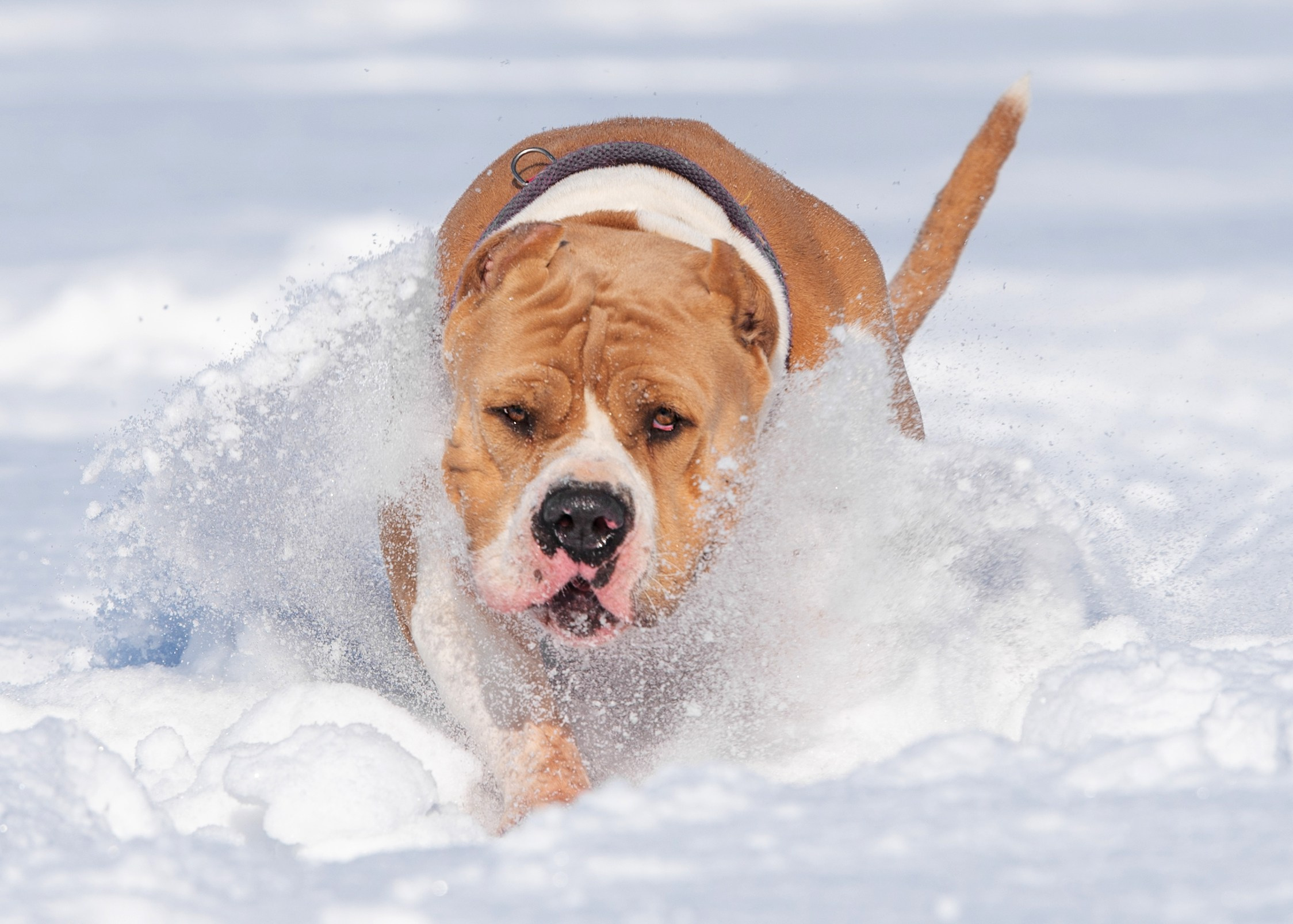 Булли. Дог-фотограф в Тюмени Александра Королева