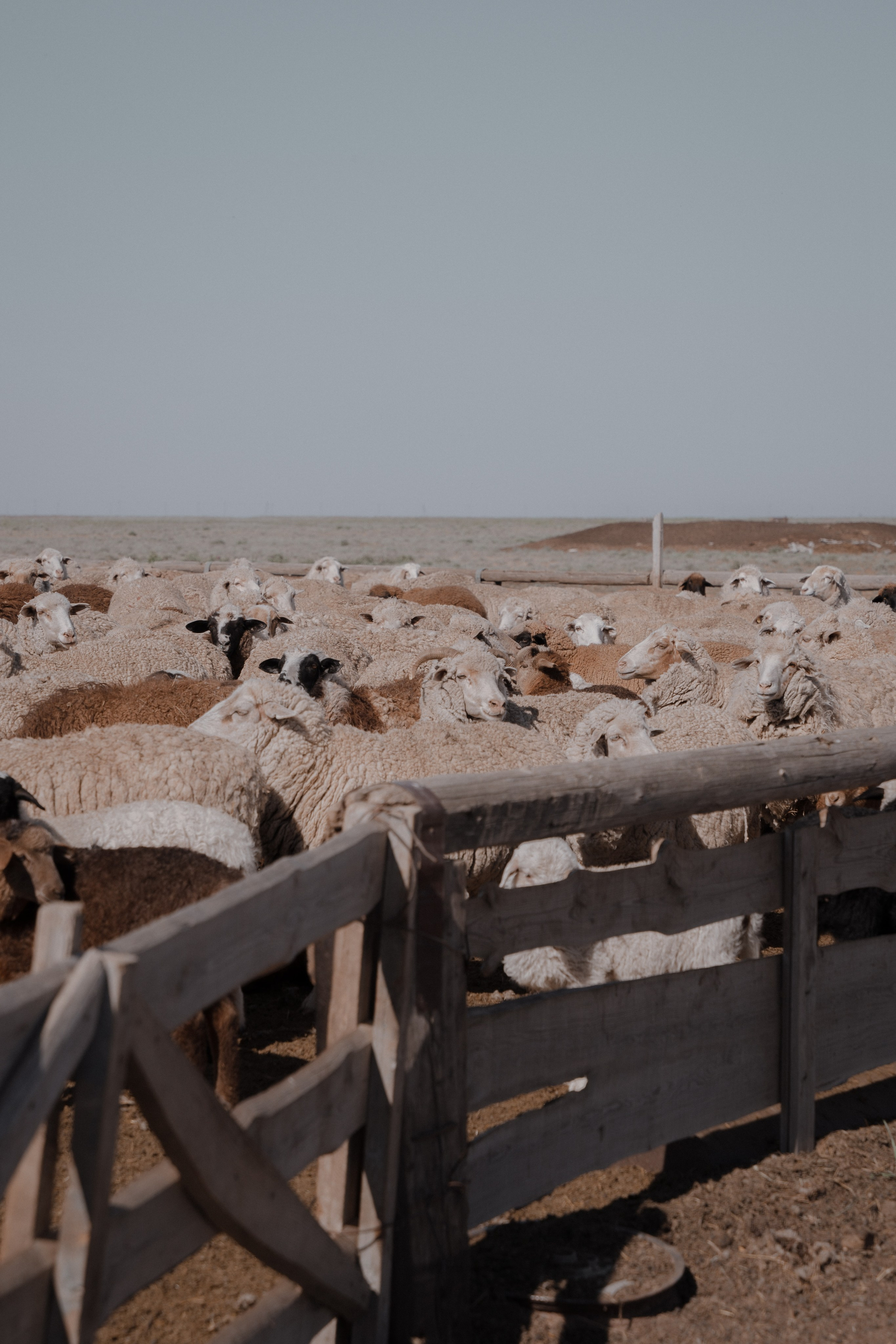 Калмыкия I Май 2024. Commercial photographer Natalia Bychkova