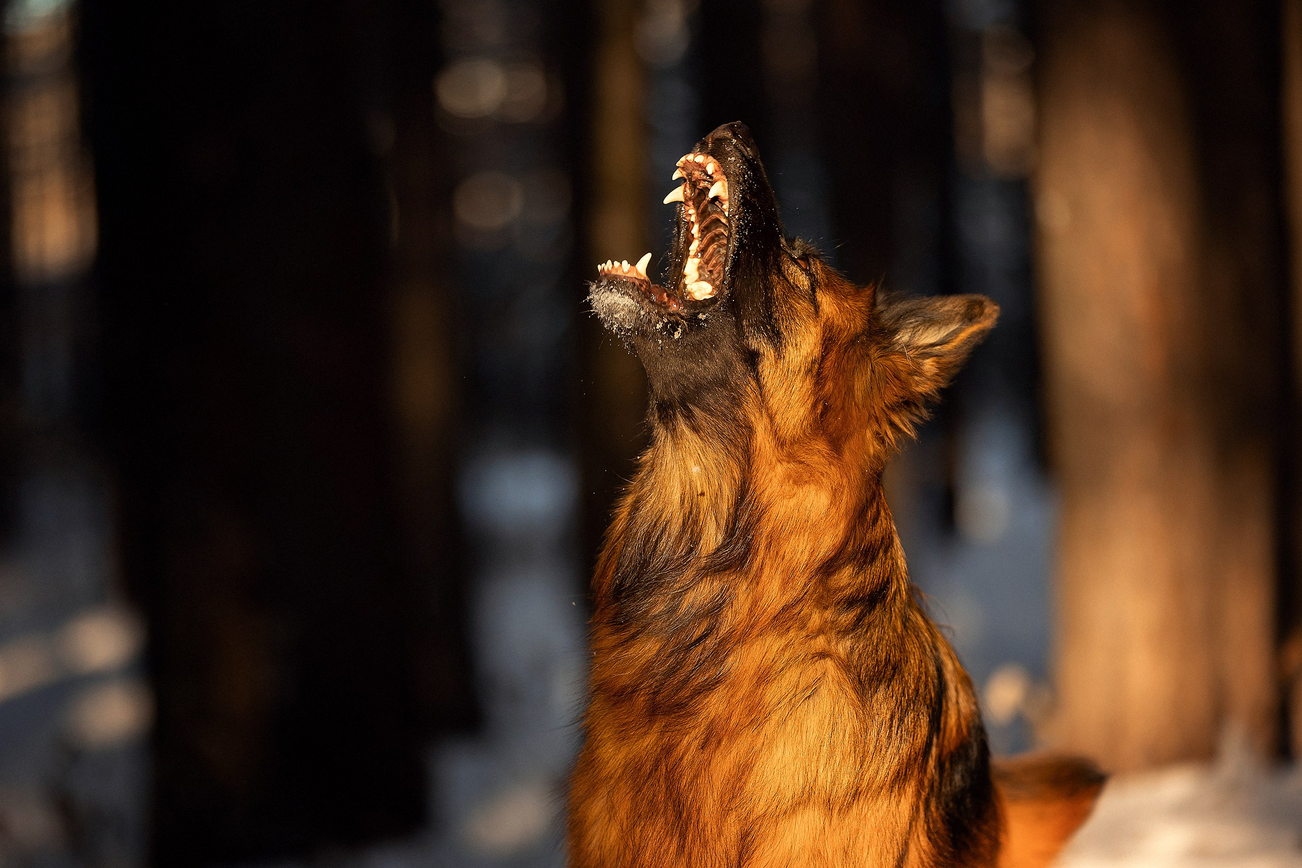 Собаки. Конный фотограф Валынкина Лера