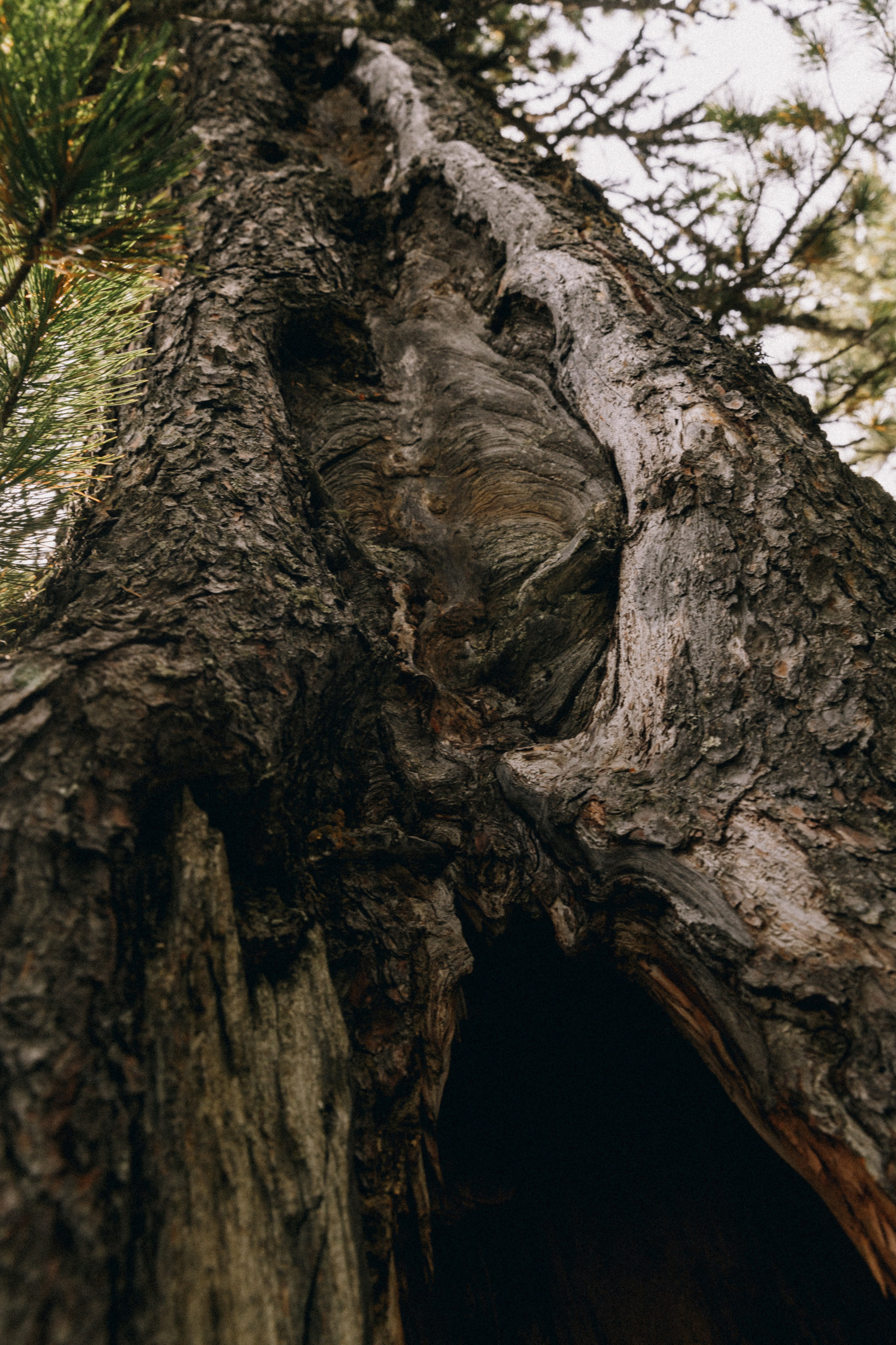 Алтай, природа и эстетика. Александр Чернин. Семейный и событийный фотограф