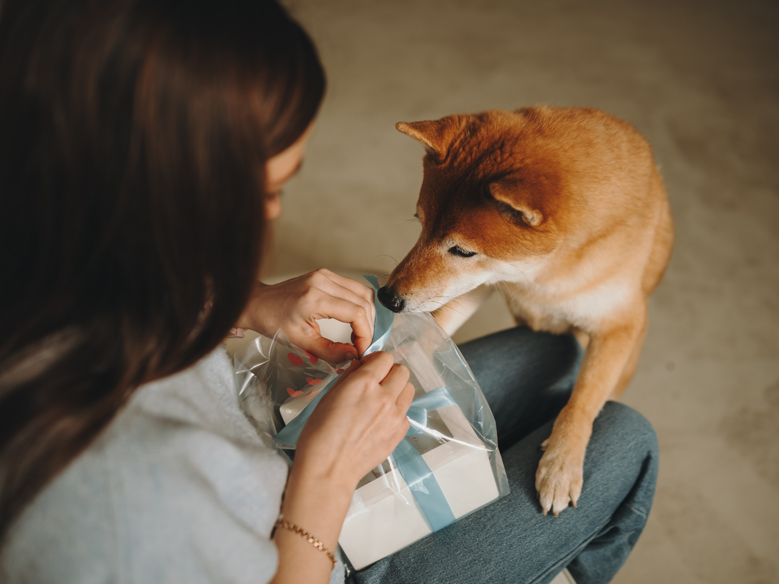 День рождения Кексика. Семейный фотограф анималист Ананьева Мария — Москва