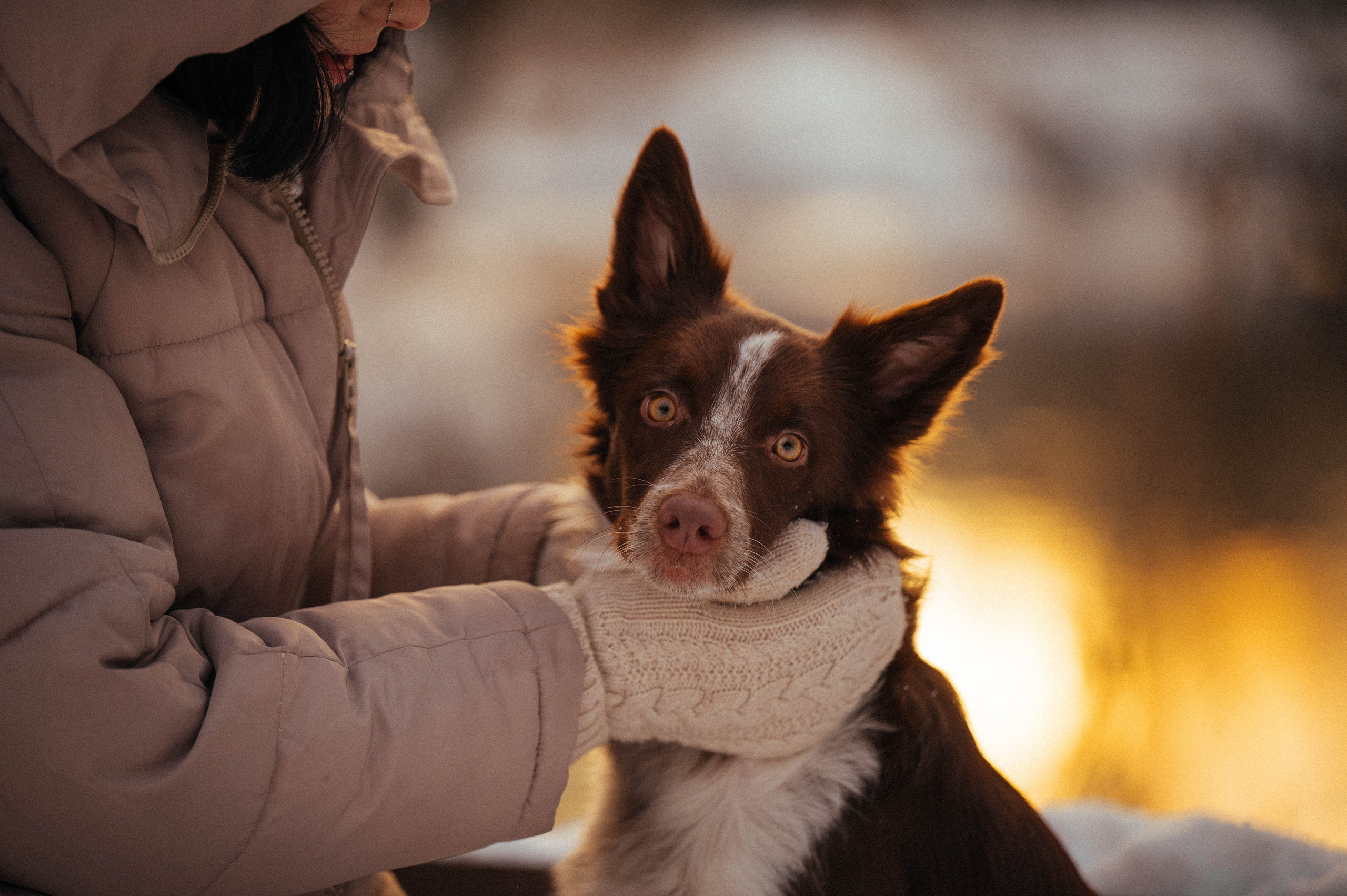 Даша и Мика. Семейный фотограф анималист Ананьева Мария — Москва