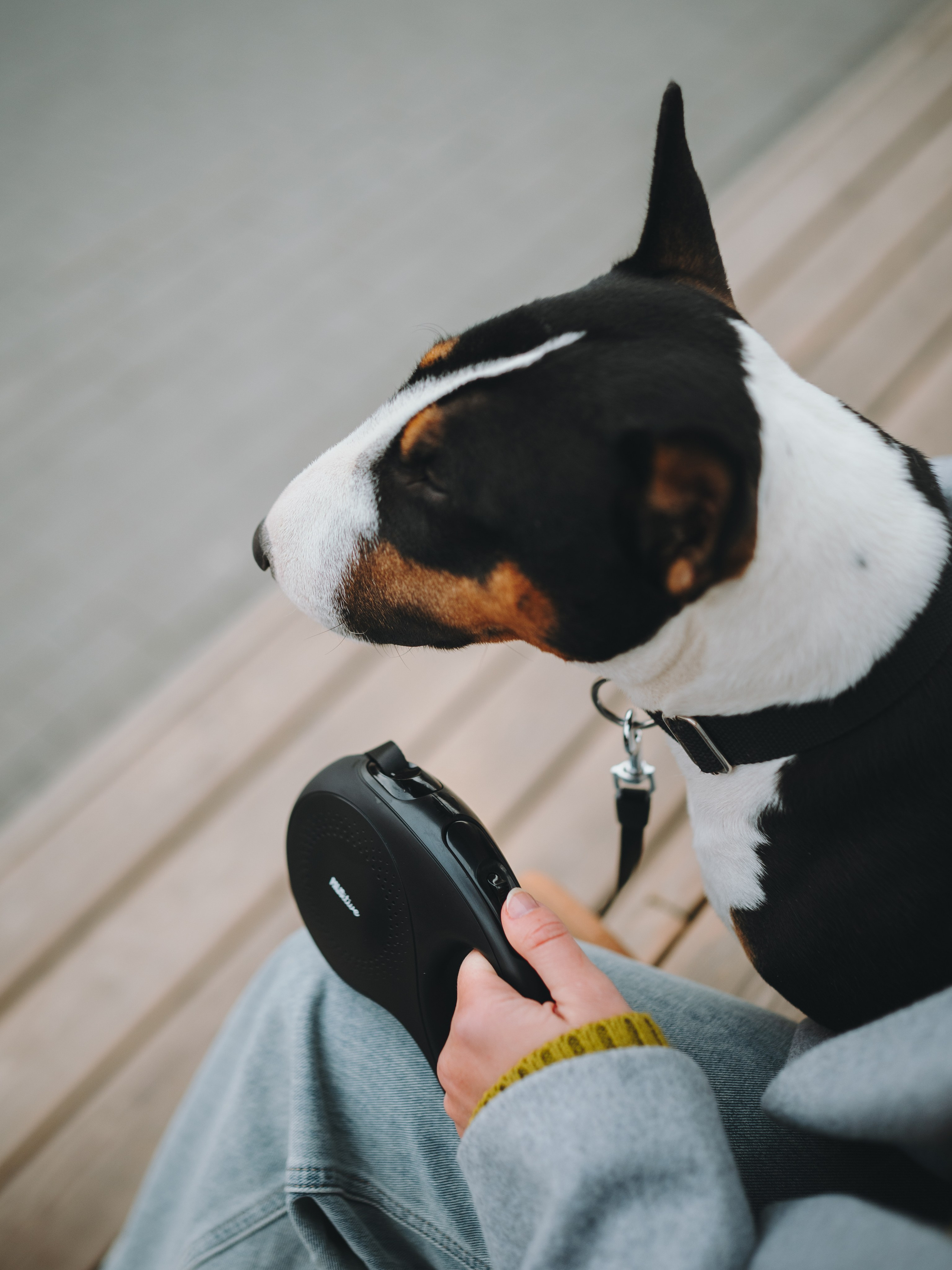 Pawsitive. Семейный фотограф анималист Ананьева Мария — Москва