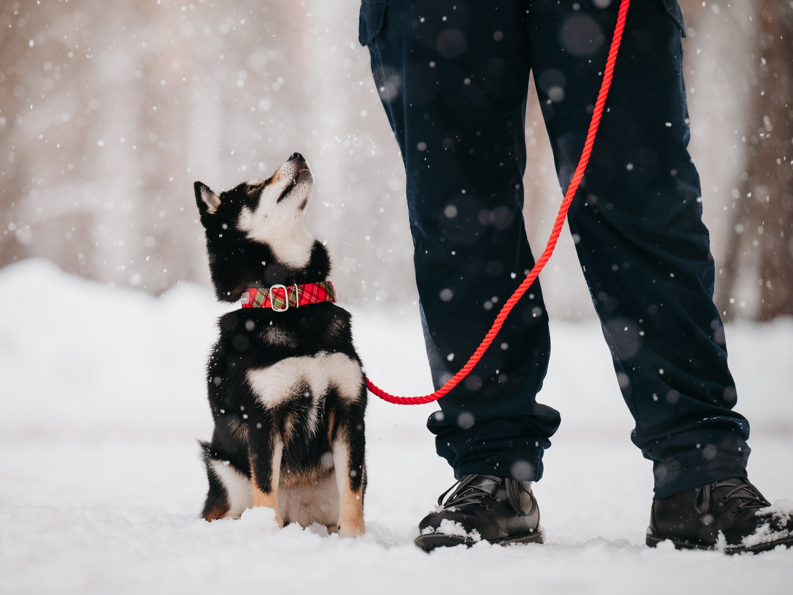 Bender&Frai. Зимняя коллекция. Семейный фотограф анималист Ананьева Мария — Москва