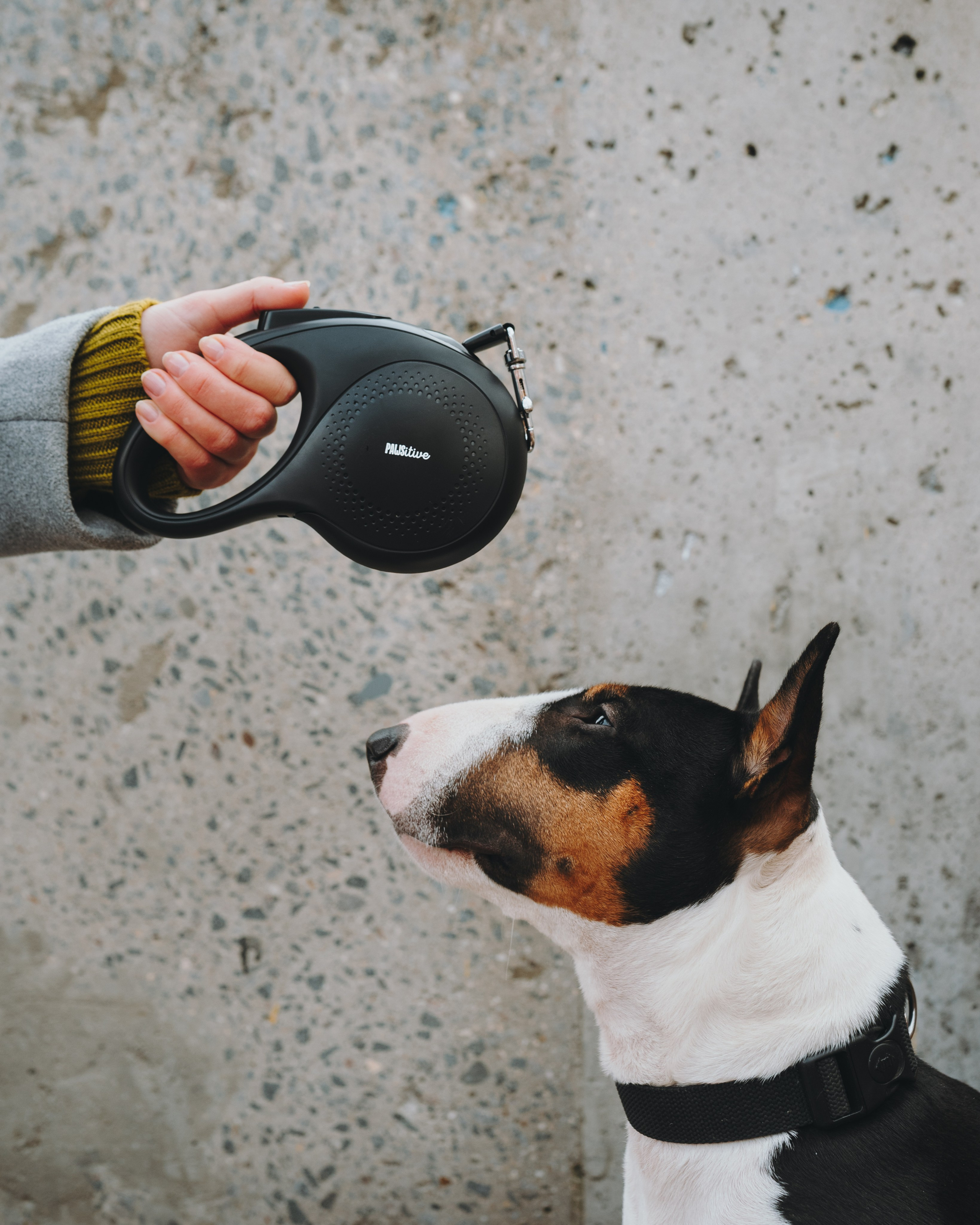 Pawsitive. Семейный фотограф анималист Ананьева Мария — Москва