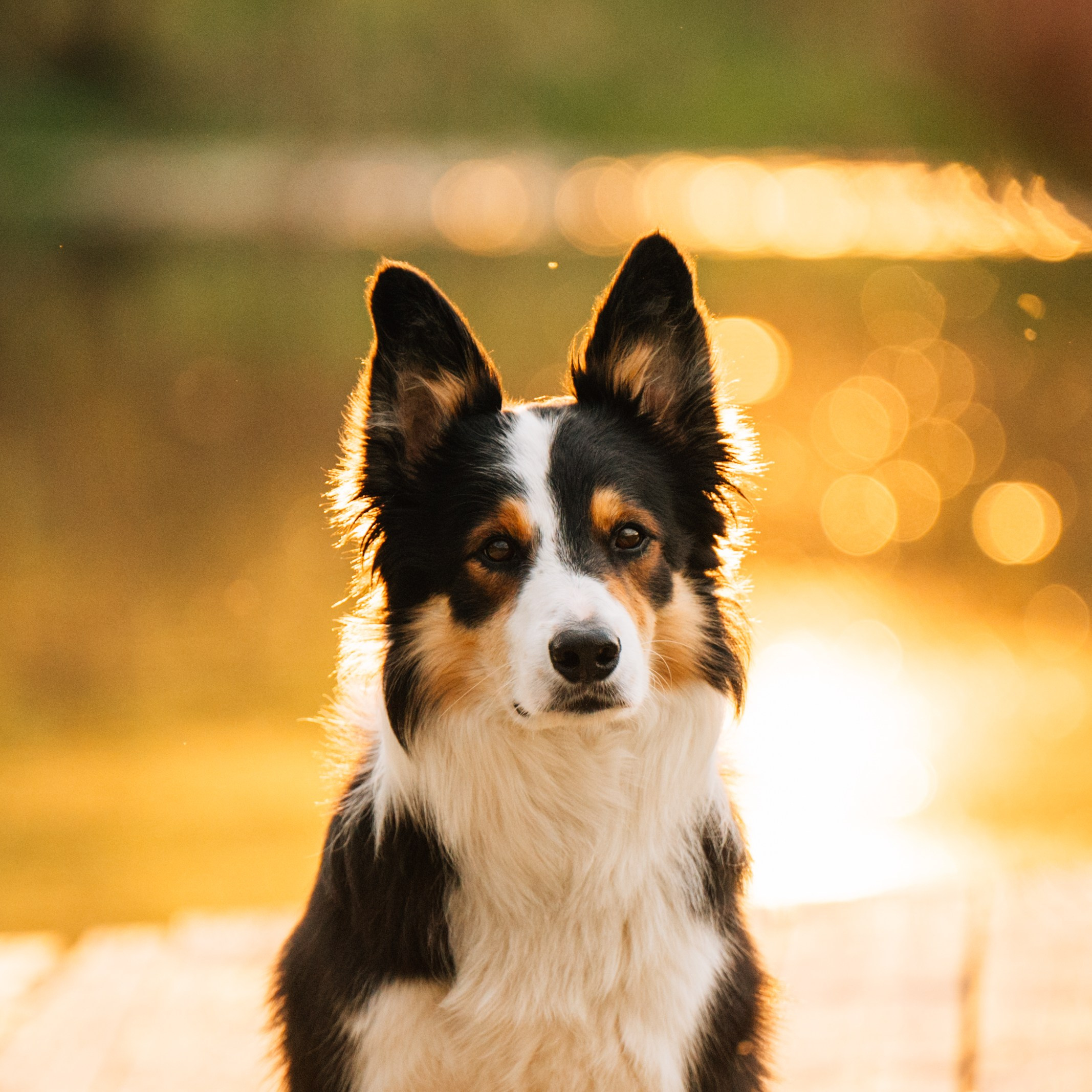 Алия, Ирвин и Грут. Семейный фотограф анималист Ананьева Мария — Москва