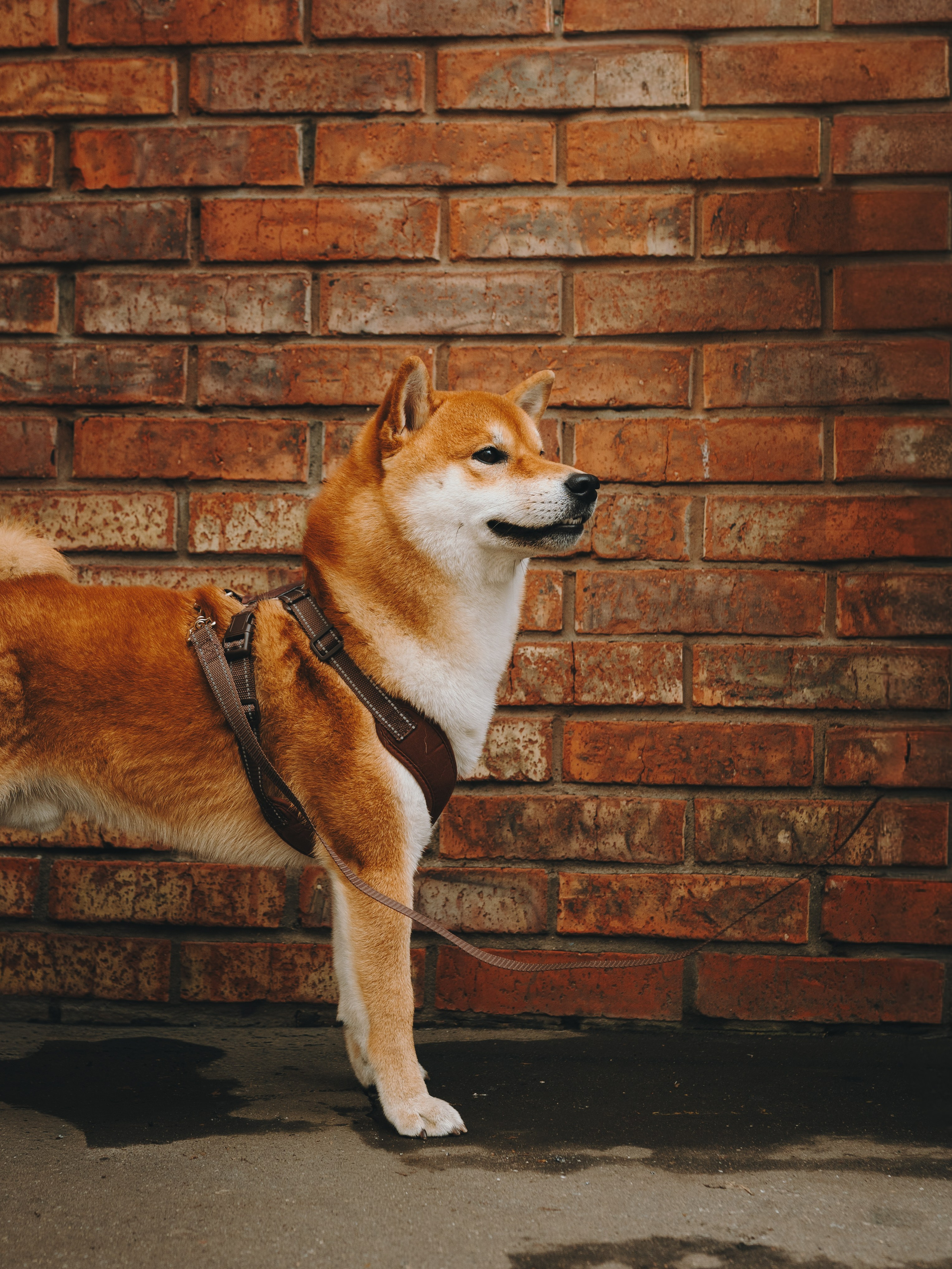 Pawsitive. Семейный фотограф анималист Ананьева Мария — Москва