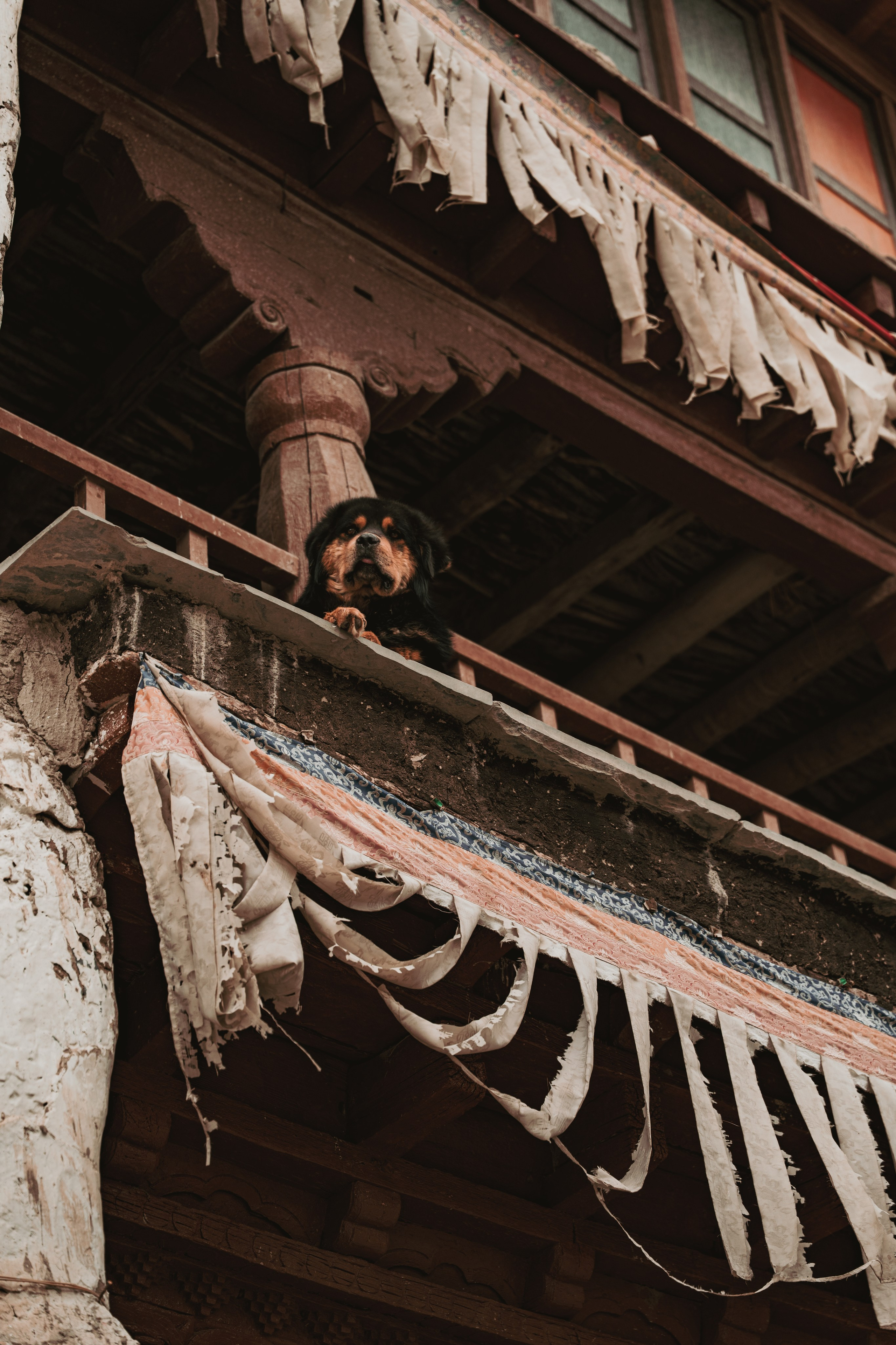 Королевство Мустанг. Dmitry Ippolitov