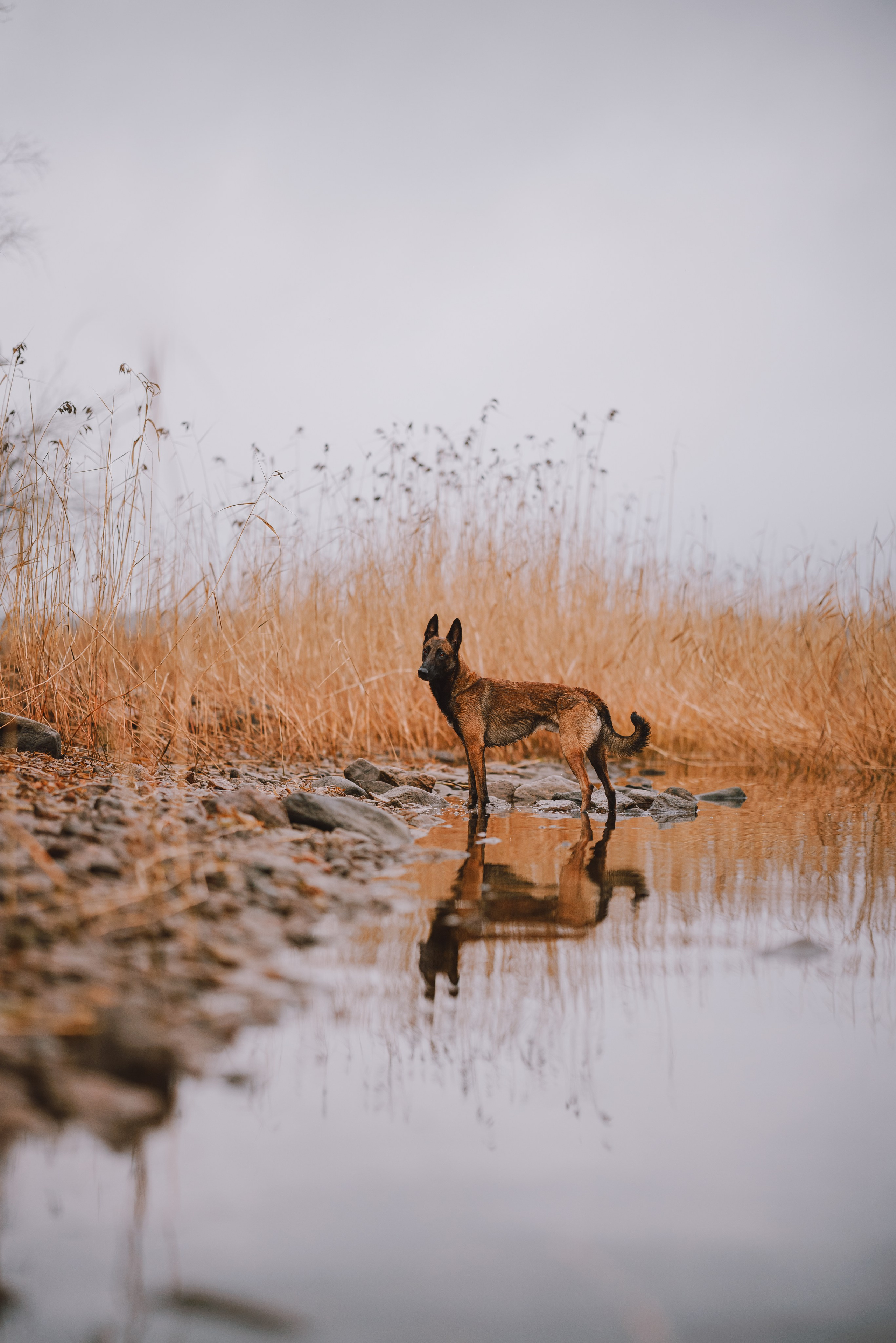 Раш. Фотограф анималист Осипчикова Мария