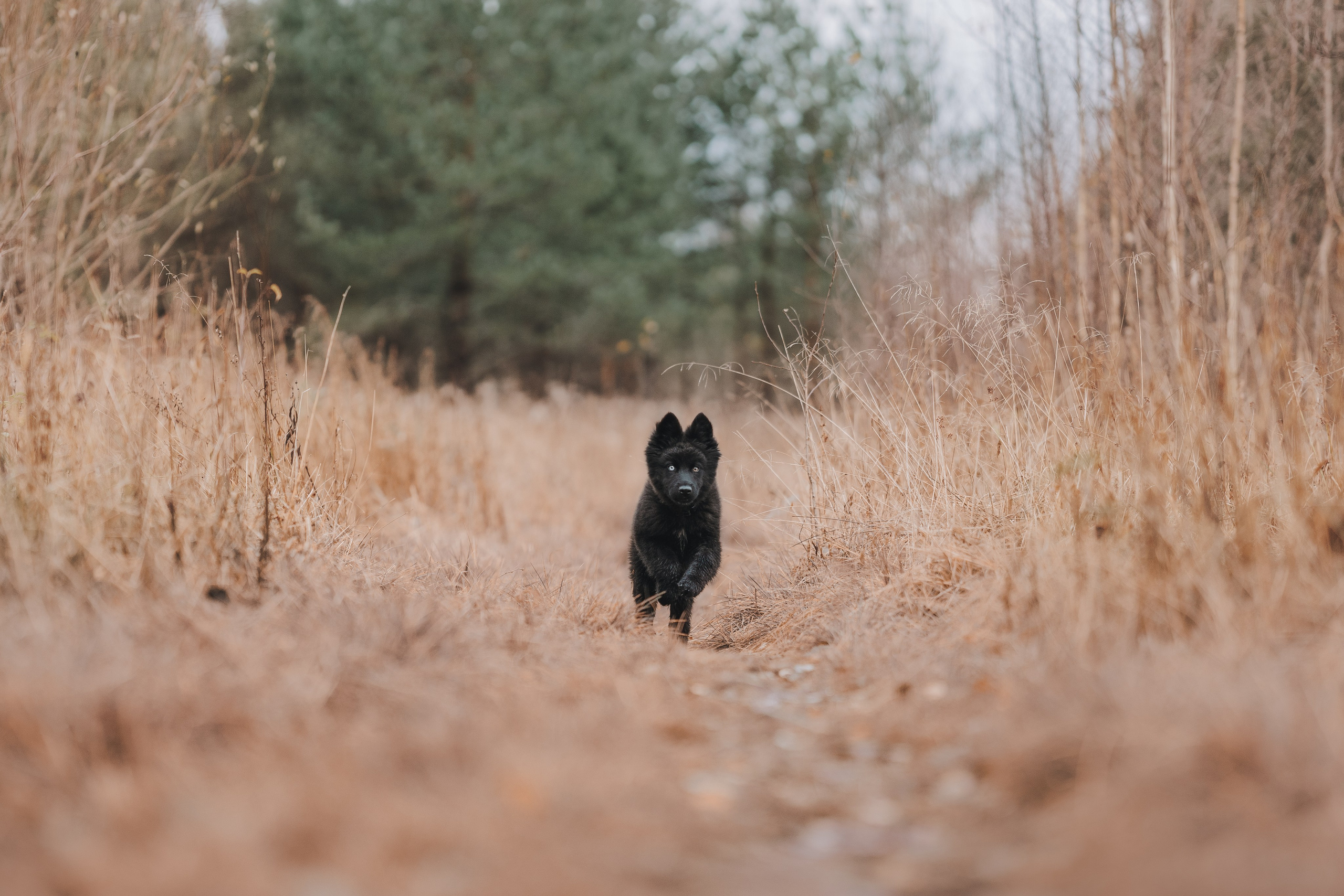 Джанго. Фотограф анималист Осипчикова Мария
