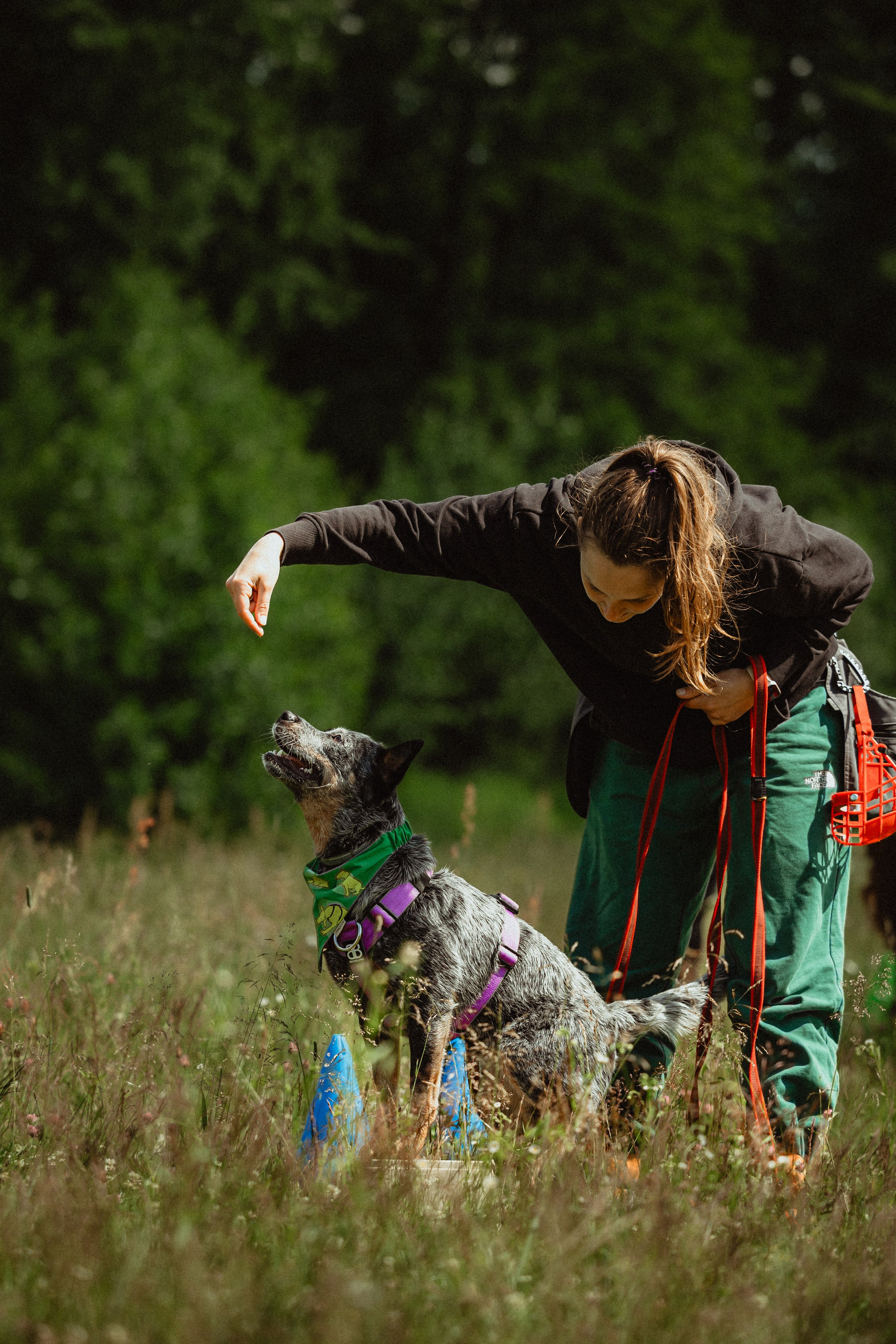 Выездной дог-тренинг от школы «Шерсть имею»