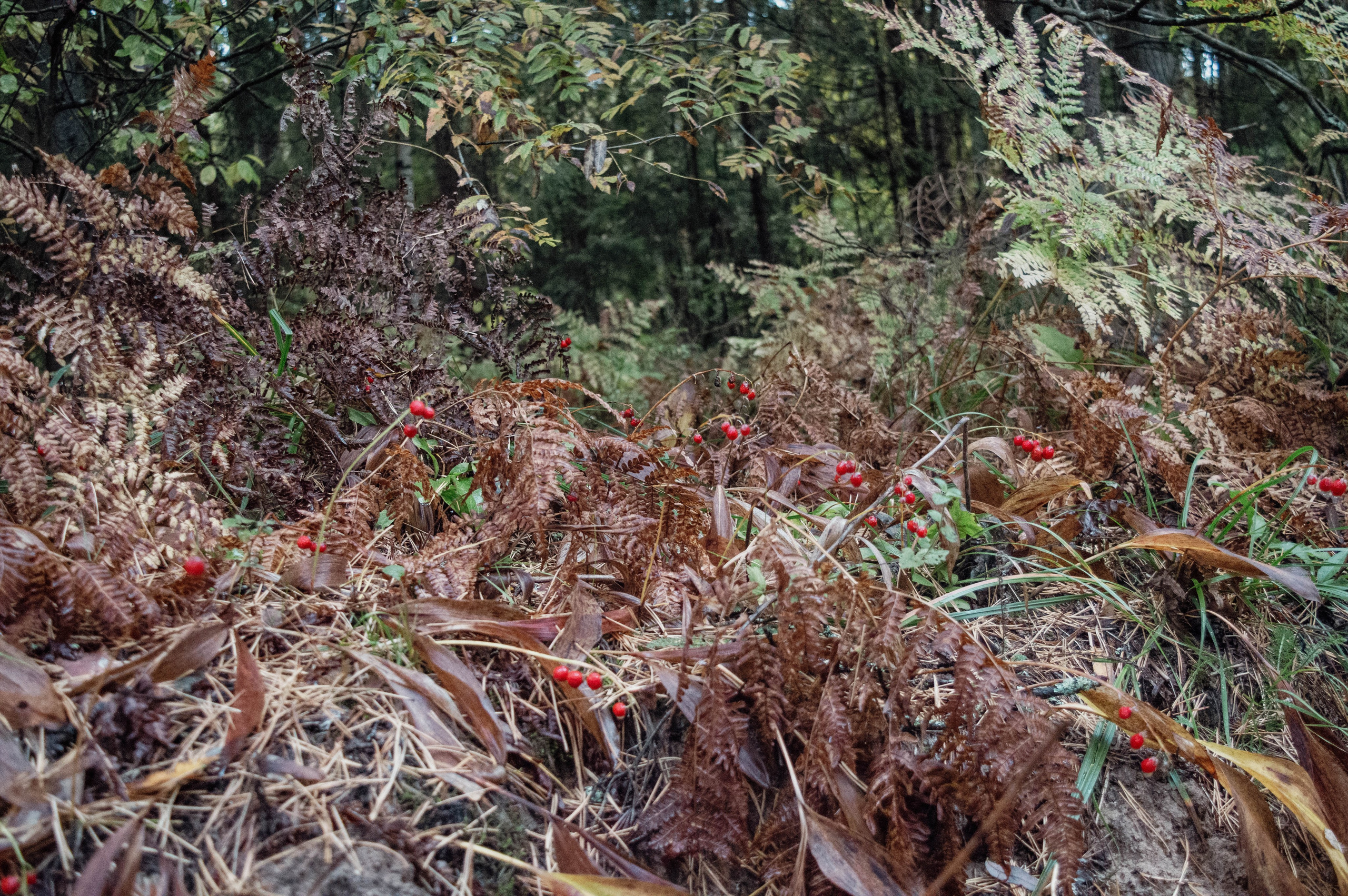 Weekend в лесу. Фотограф Анастасия Лощакова в Москве