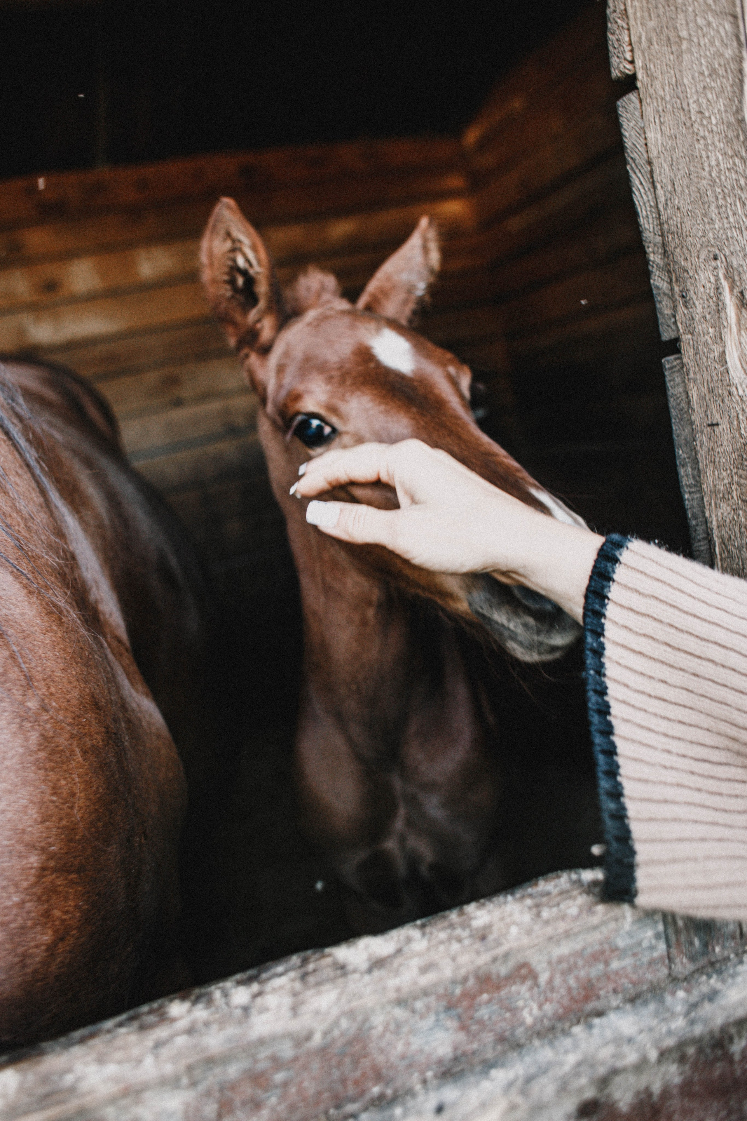Варвара. Лошади. Закат. Фотограф в Нижнем Новгороде