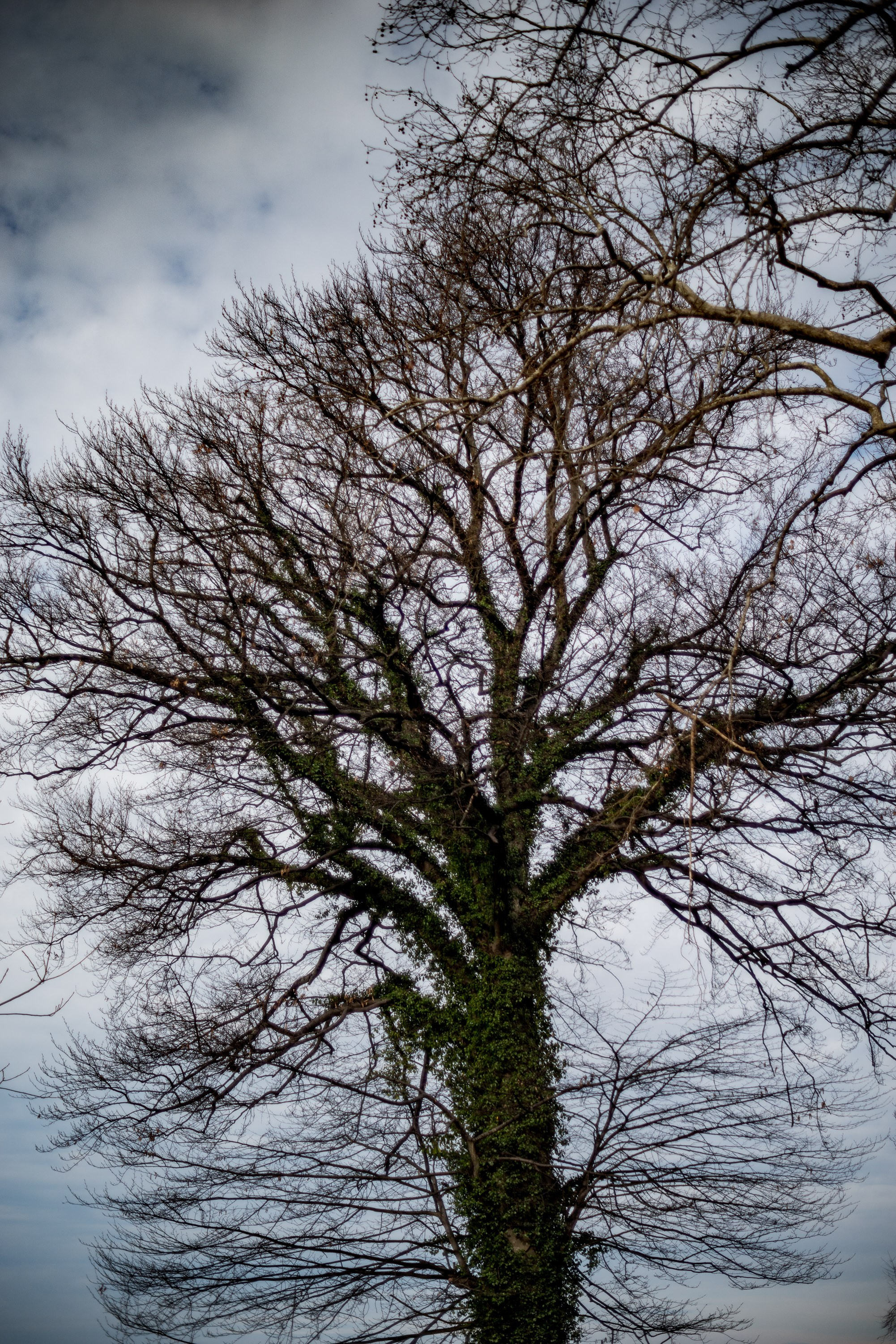 Batumi Botanical Garden