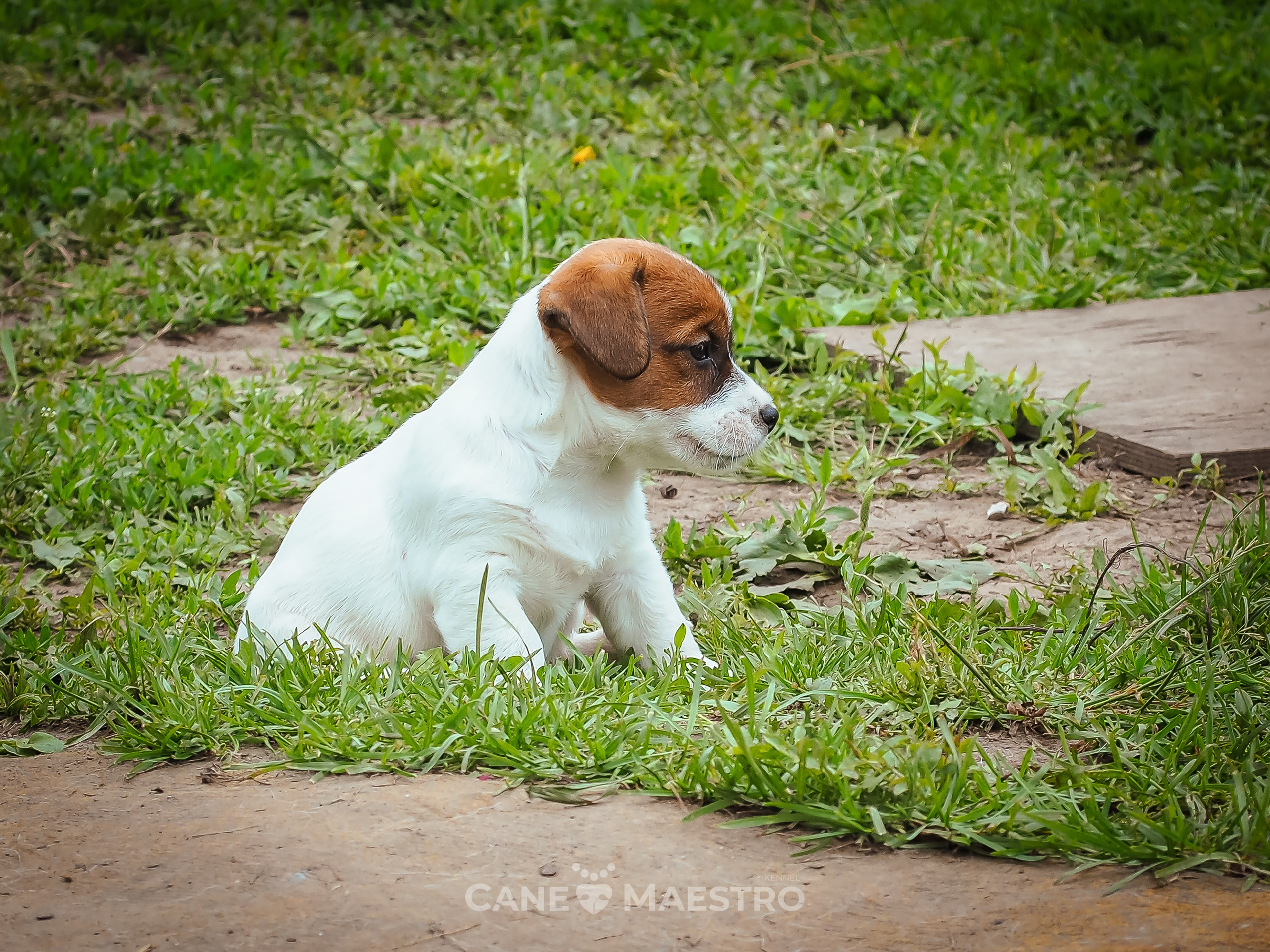 Ш_FEMALE_SHIZGARA. CANE MAESTRO — kennel Jack Russell Terrier