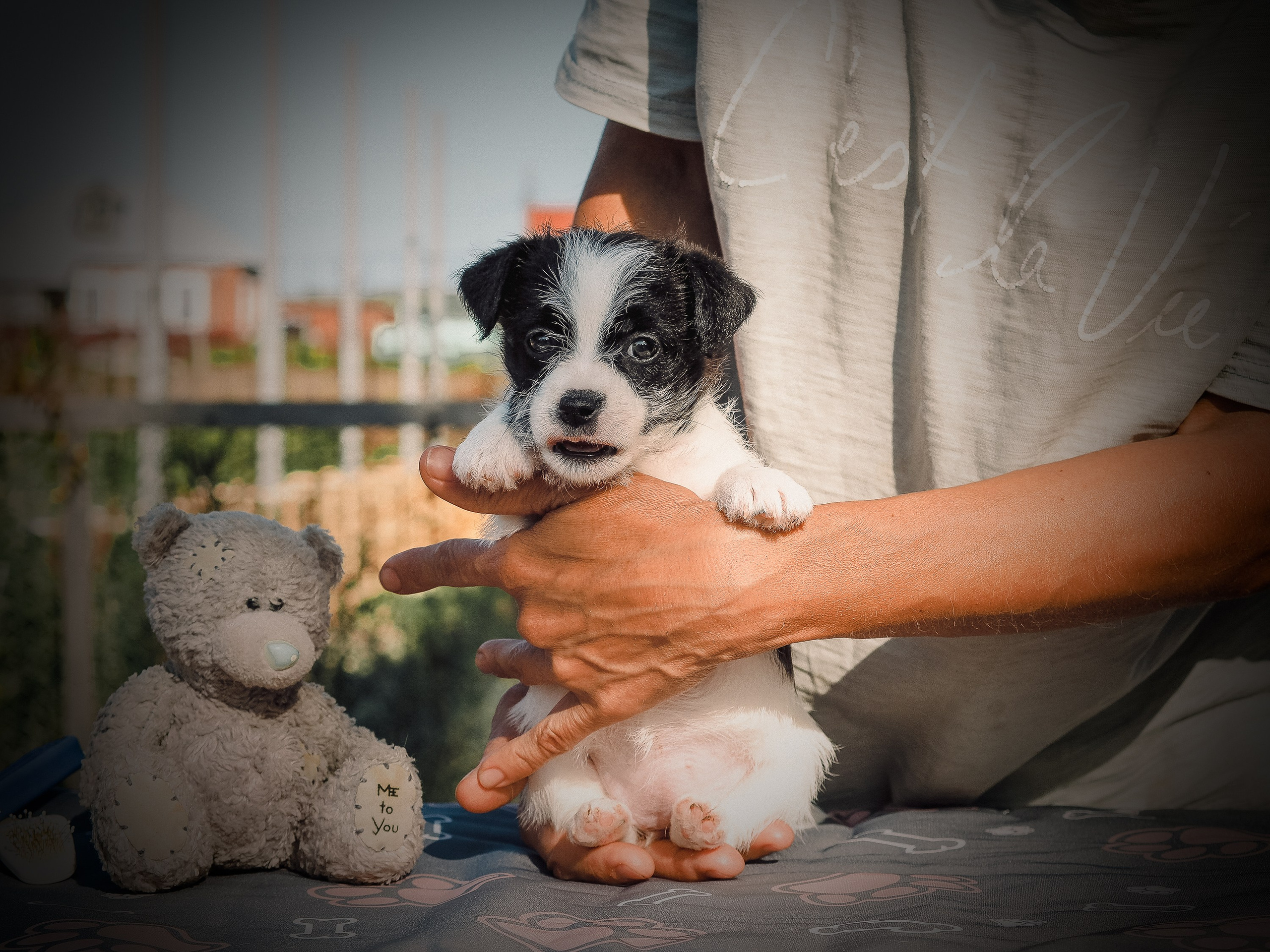 Бело-черная красавица джек-рассел-терьер. КАНЕ МАЭСТРО — питомник Джек рассел терьеров