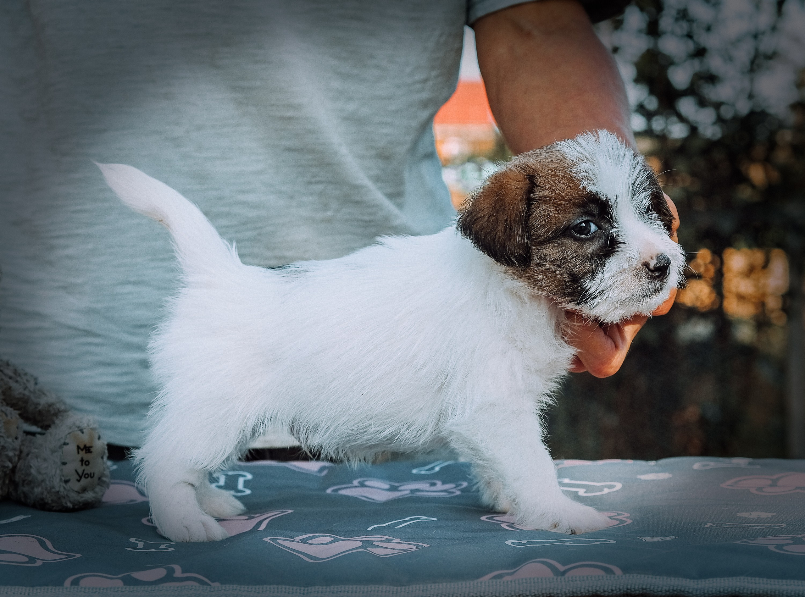 Щенок кобель ДРТ. КАНЕ МАЭСТРО — питомник Джек рассел терьеров