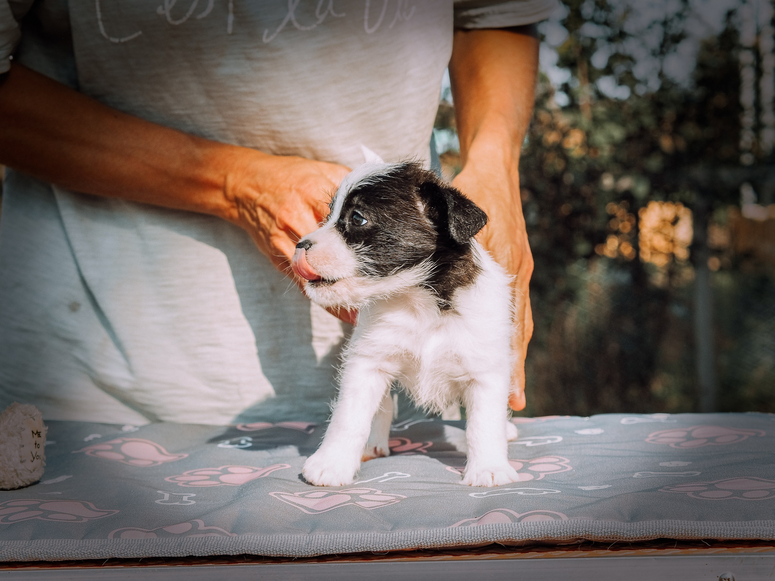 Бело-черная красавица джек-рассел-терьер. КАНЕ МАЭСТРО — питомник Джек рассел терьеров