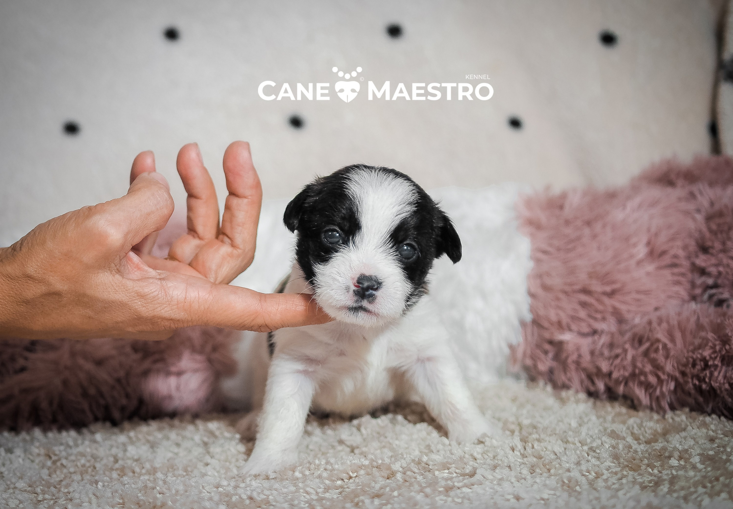 Бело-черная красавица джек-рассел-терьер. КАНЕ МАЭСТРО — питомник Джек рассел терьеров