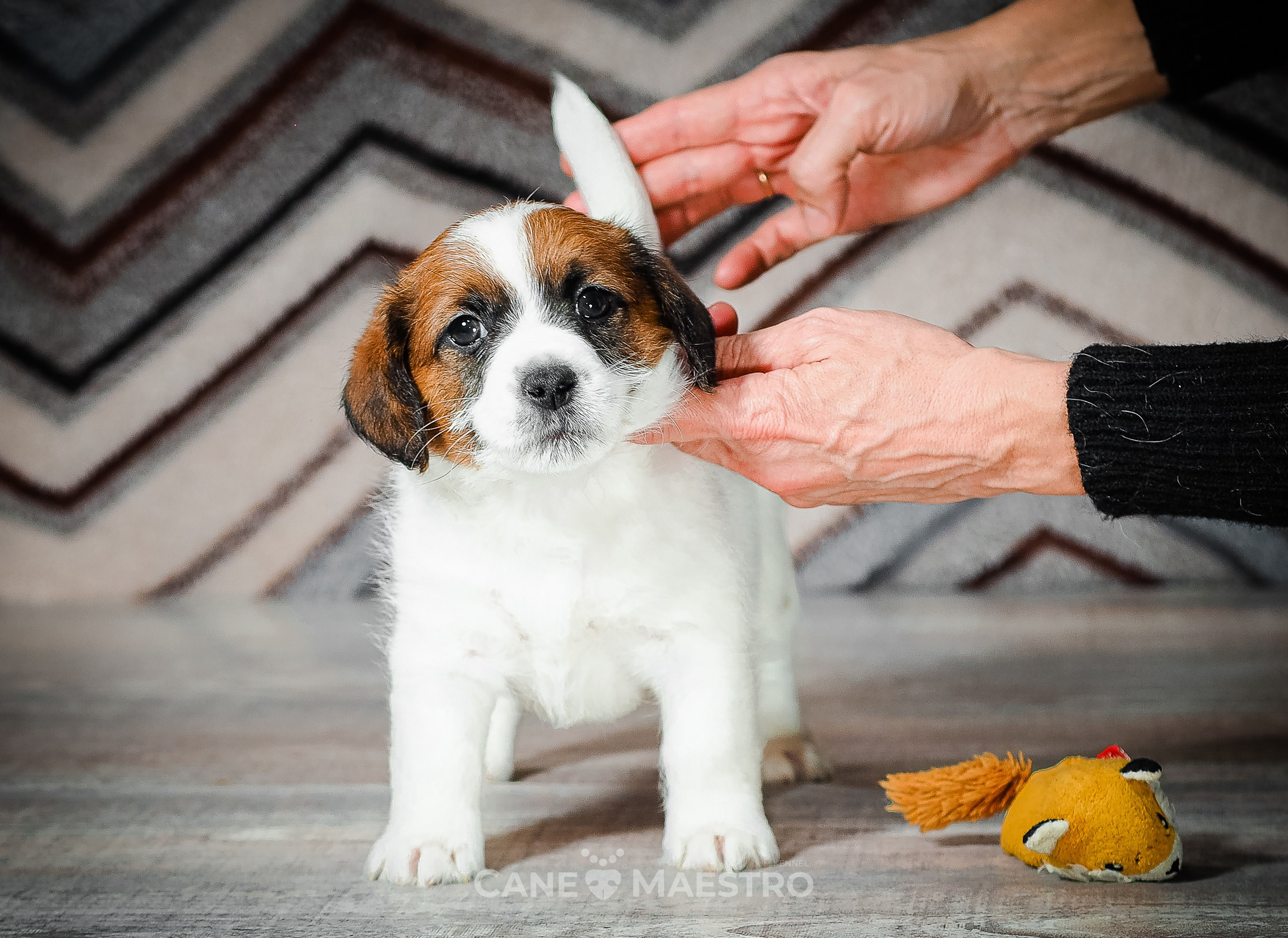 Мальчик 2. Кобель бело-рыжий. Джек рассел терьер щенок. КАНЕ МАЭСТРО — питомник Джек рассел терьеров
