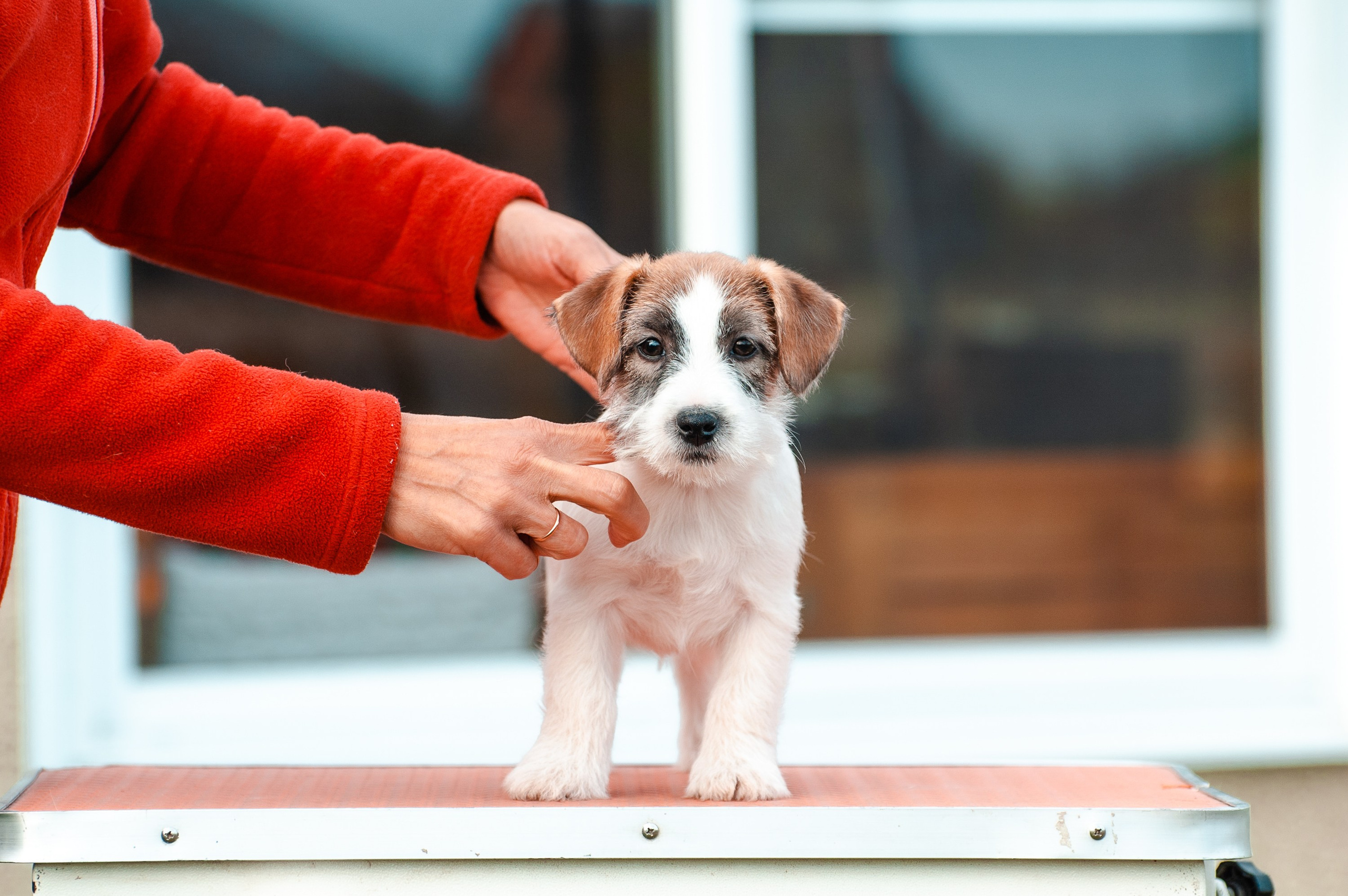 Щенок кобель ДРТ. КАНЕ МАЭСТРО — питомник Джек рассел терьеров
