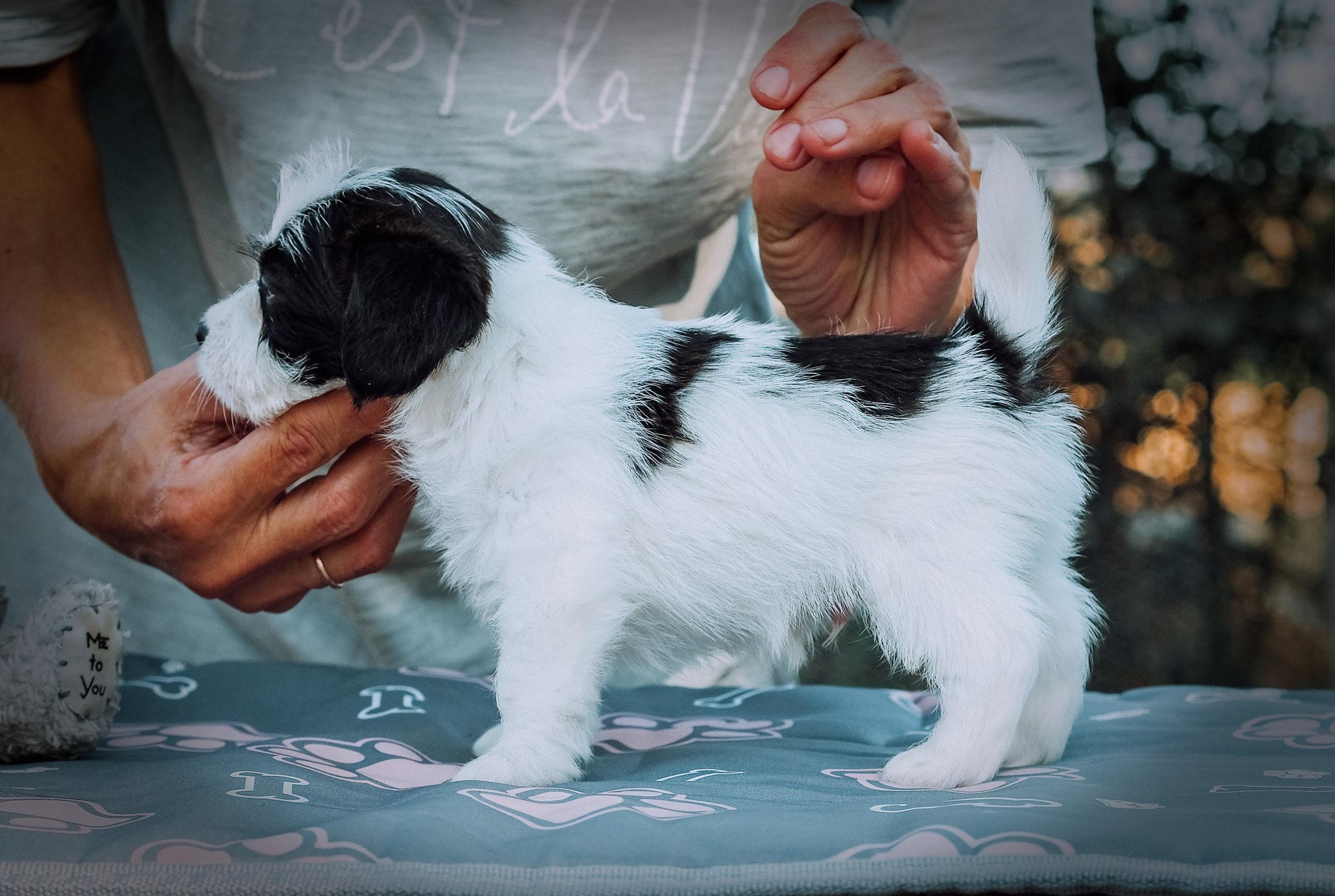 X_КОБЛ_4_БЕЛ_ЧЕРН. CANE MAESTRO — kennel Jack Russell Terrier