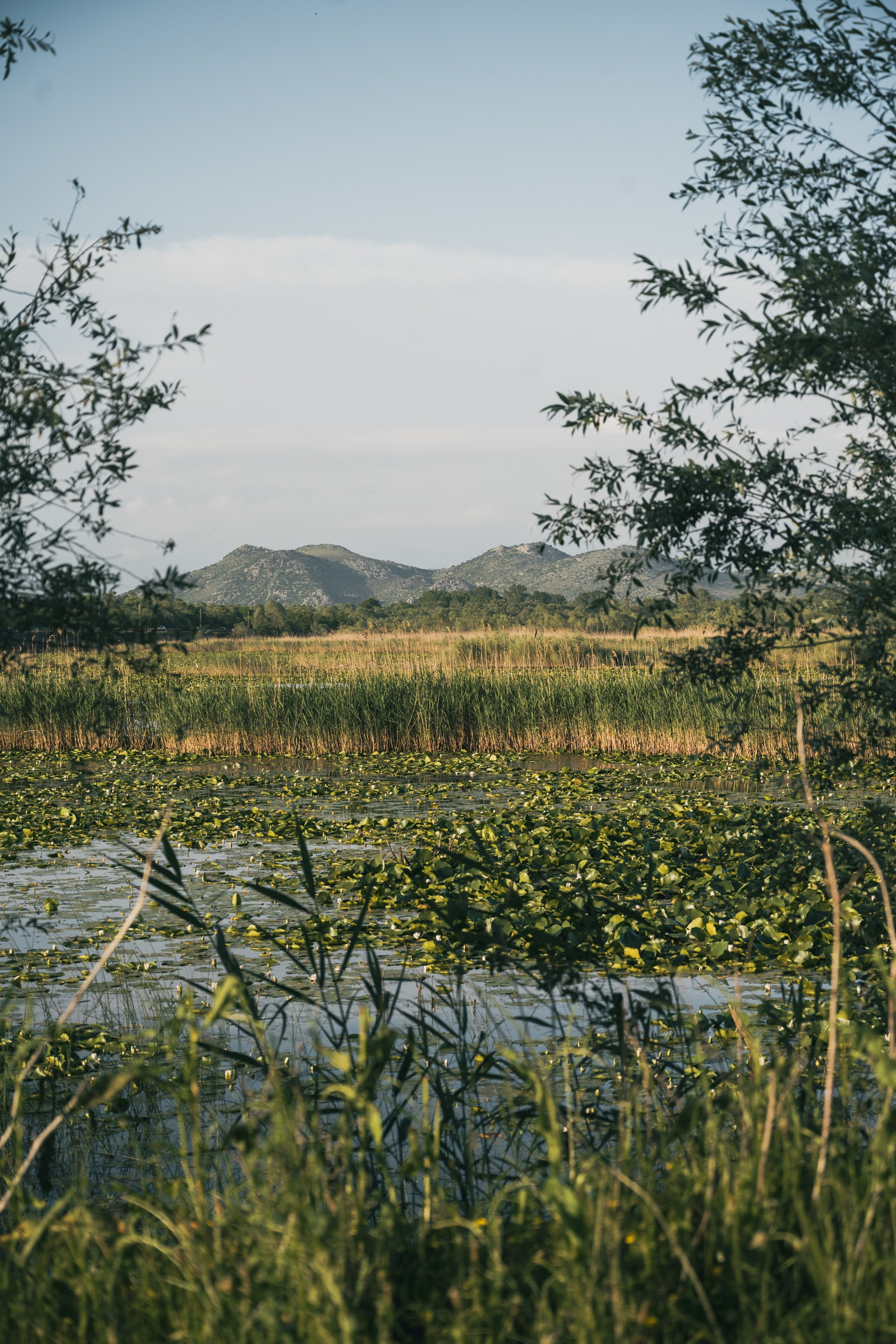 СКАДАРСКОЕ ОЗЕРО. ЧЕРНОГОРИЯ. Фотограф в Белграде Чугреева Елена