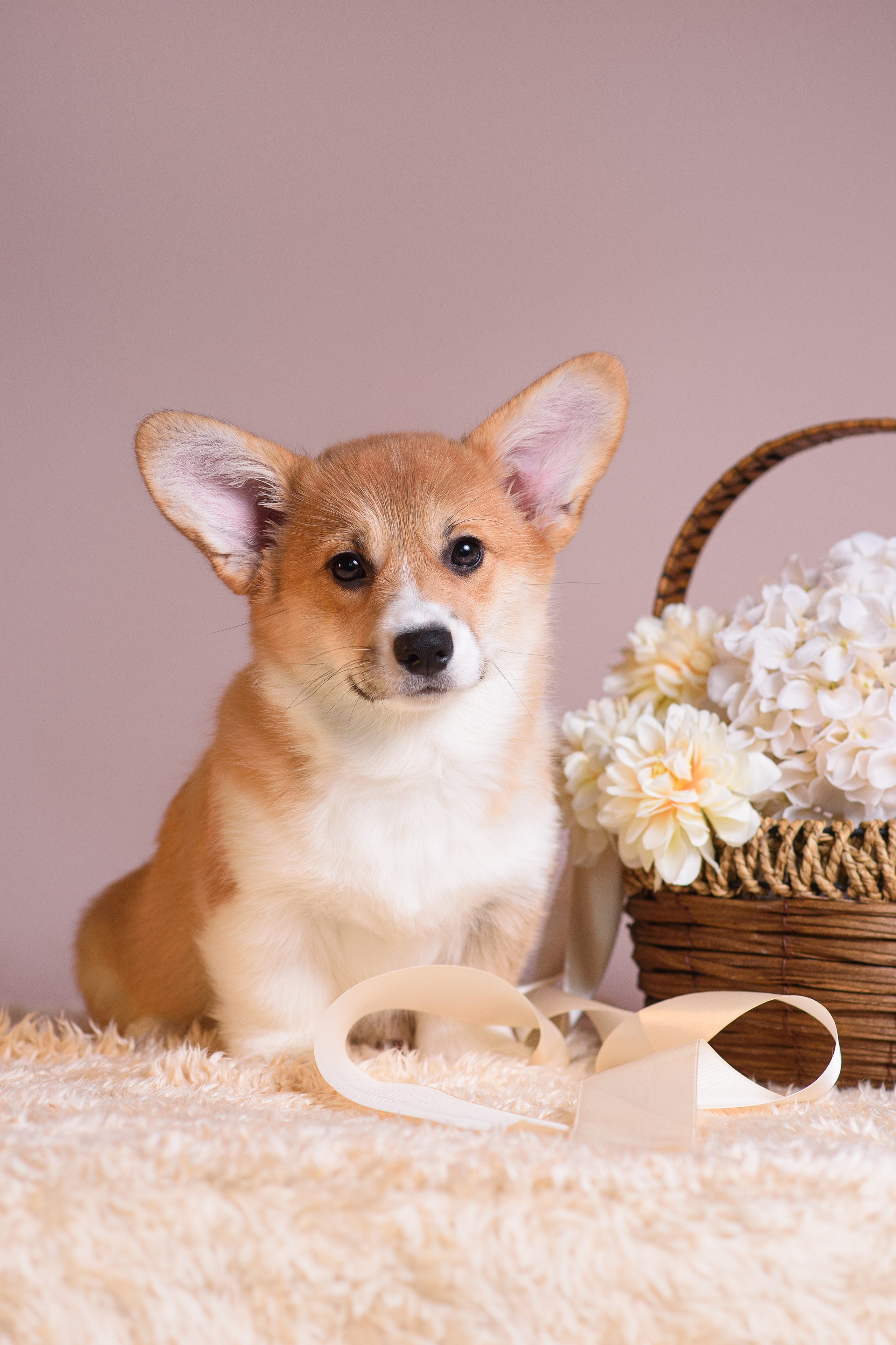 Ликер Синнабон — 11.01.2024. Фотограф — Анималист | Анна Абрамова