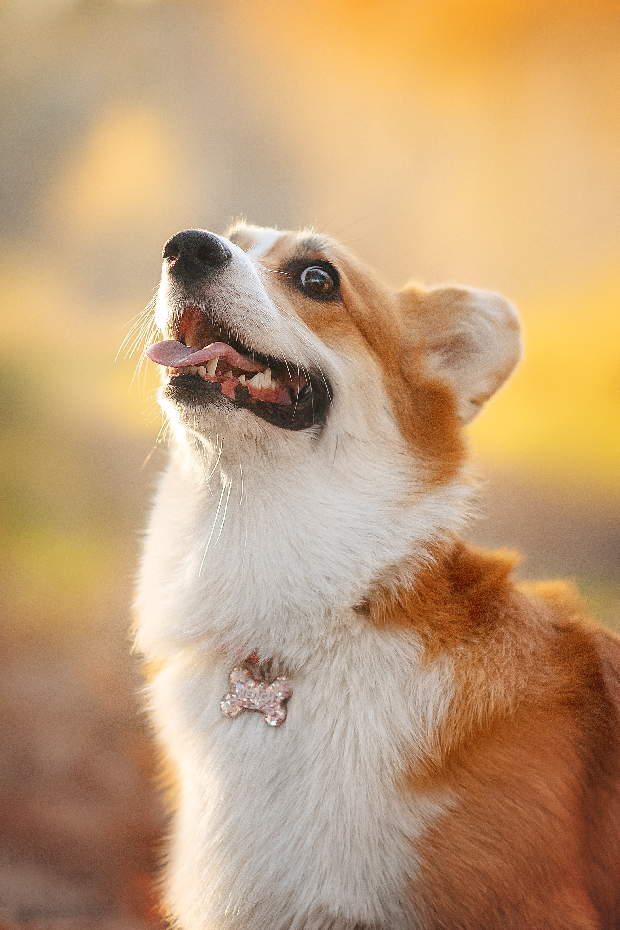 Максим, Аня и Челси — 19.10.2024. Фотограф — Анималист | Анна Абрамова