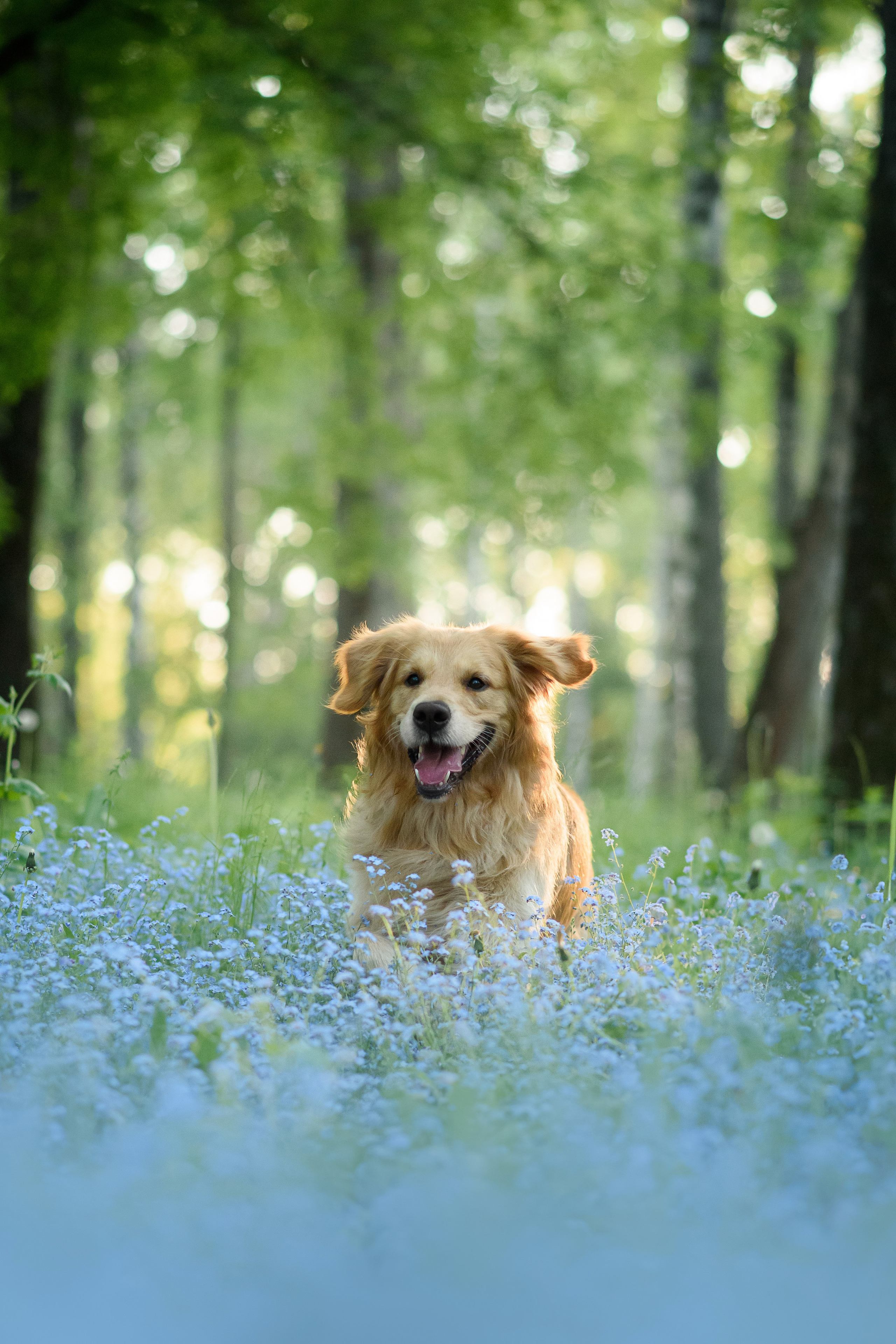 Степа, Йоки и Мята — 29.05.2024. Фотограф — Анималист | Анна Абрамова