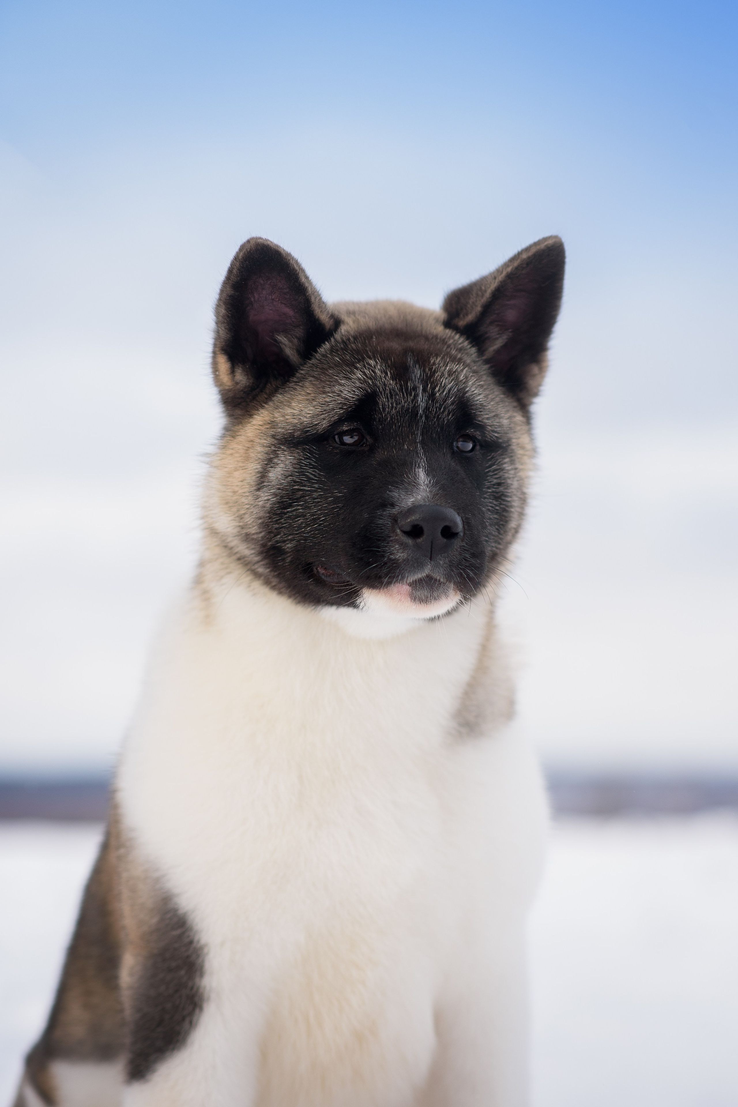 Эльза — 17.02.2025. Фотограф — Анималист | Анна Абрамова