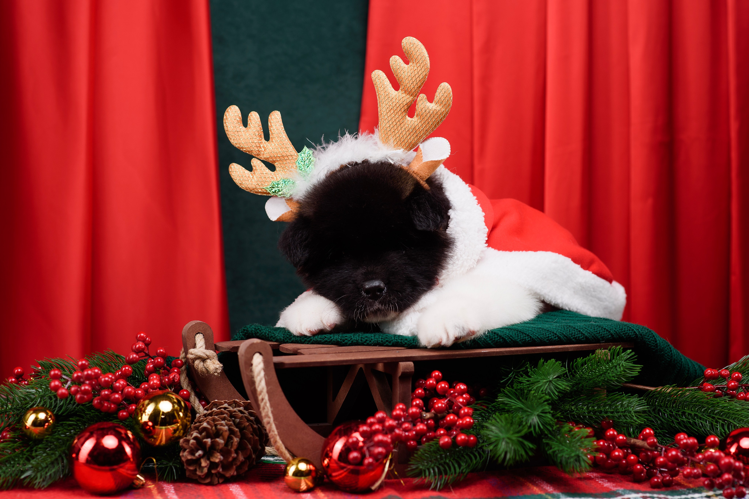 Щенки Американской Акиты. Фотограф — Анималист | Анна Абрамова