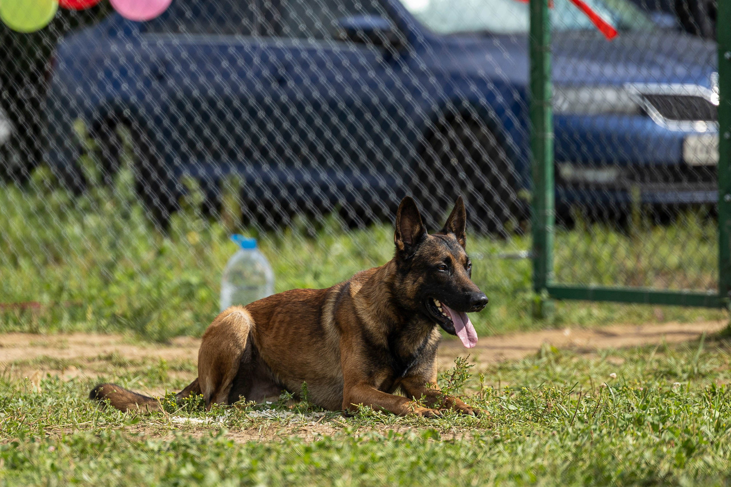 Соревнования по Мондьорингу г. Вологда 10-11.08.2024. Фотограф-анималист Анна Маринич