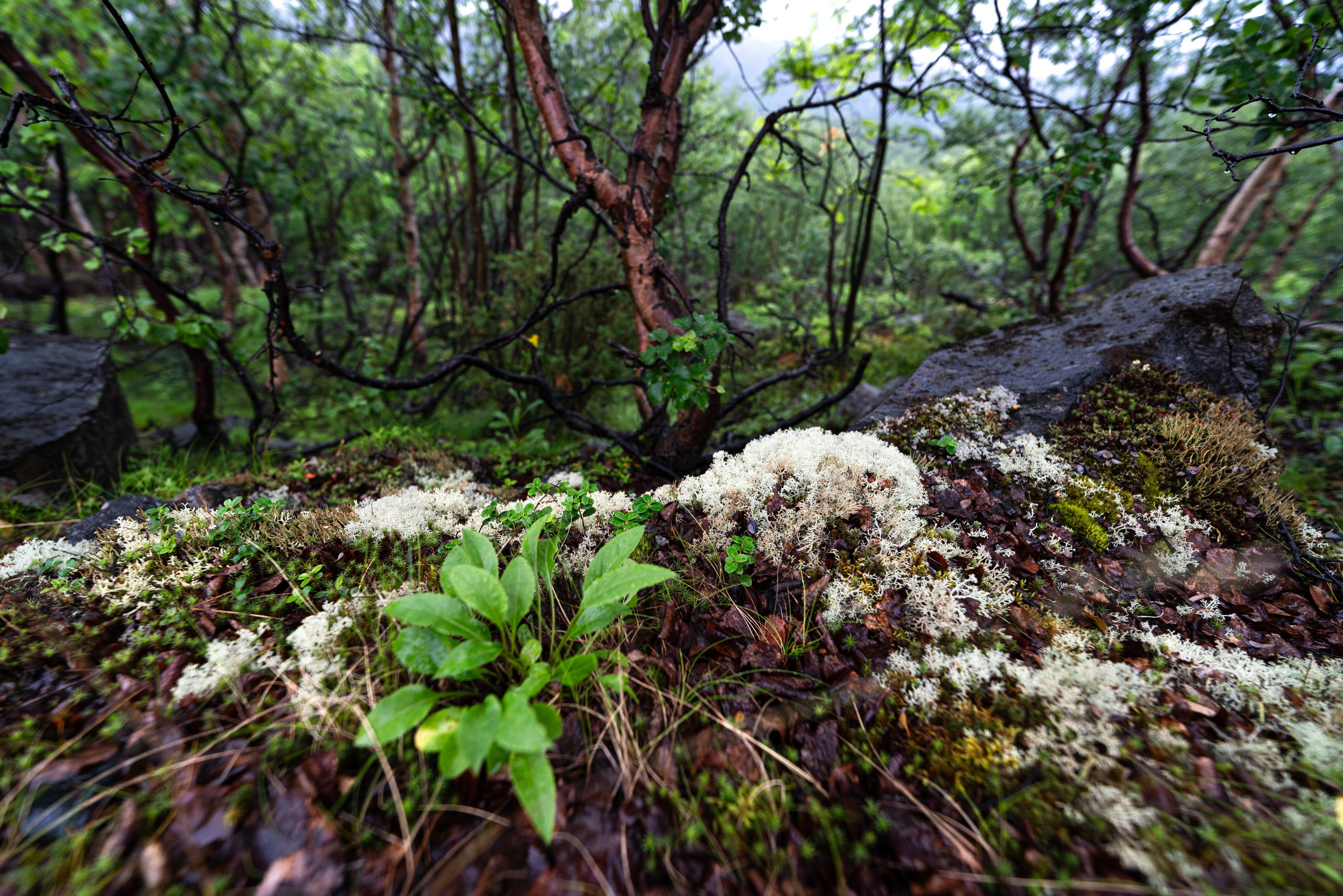 Кольский полуостров. ПОБУДЬ ЗДЕСЬ И ЦЕЛЕЕ БУДЕТ ЭТОТ МИР