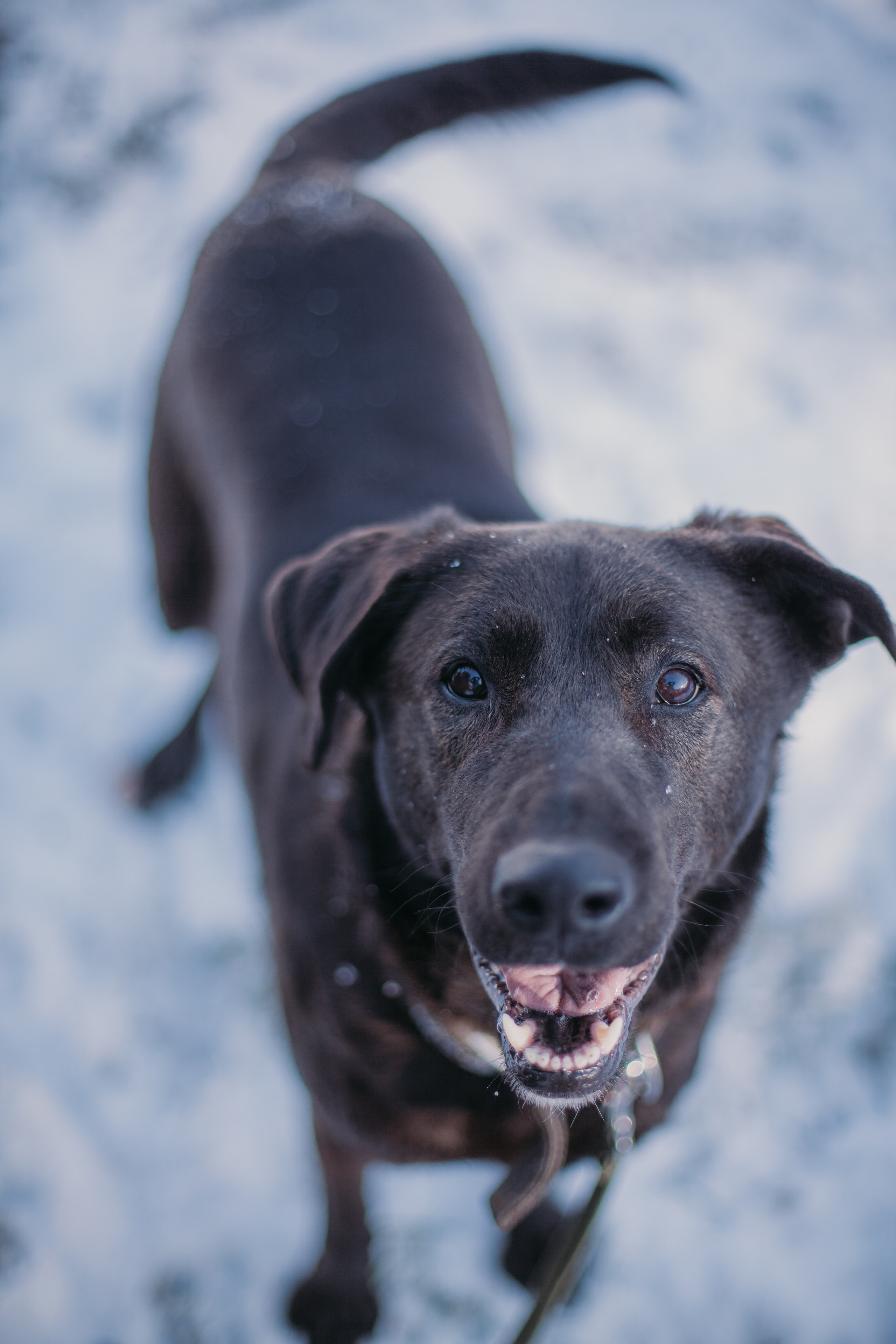 Фотосессии животных. Детский фотограф, фотограф-анималист