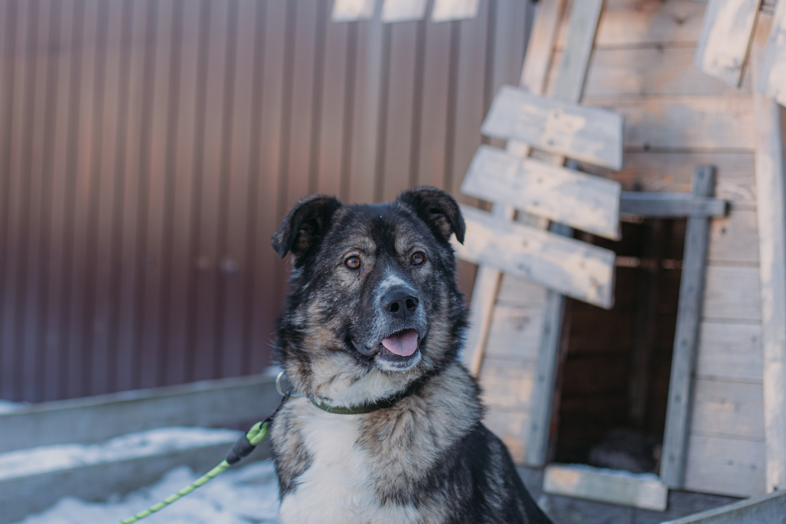 Фотосессии животных. Детский фотограф, фотограф-анималист