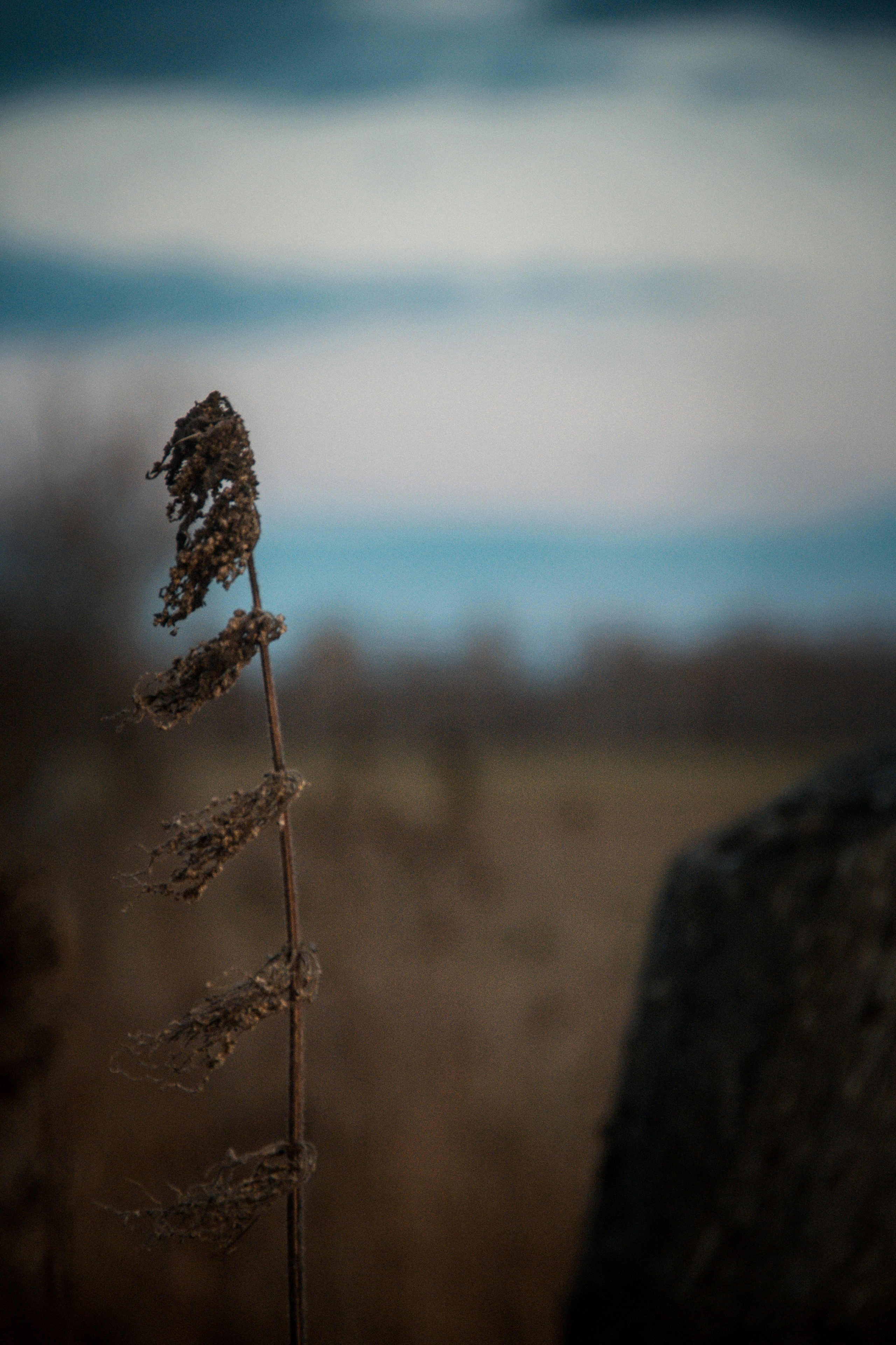 Природа/Животные