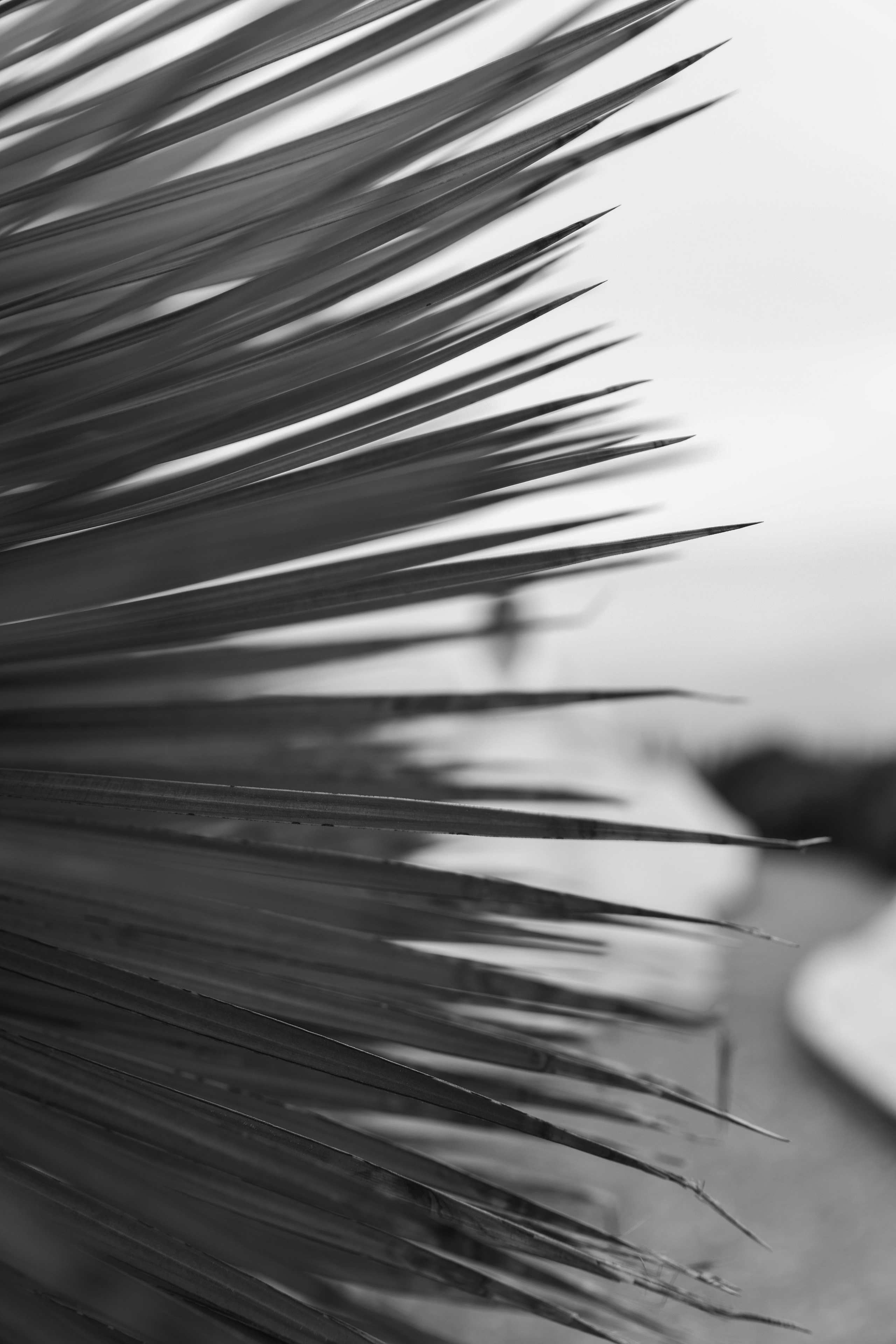 Анонс свадьба Владимир и Анастасия. Свадебный и семейный фотограф в Севастополе и Крыму Анастасия Сураева