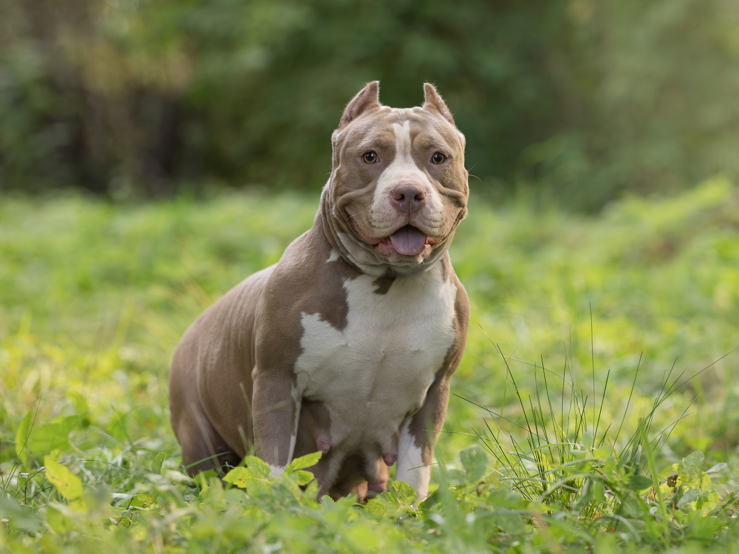 Сука Американский булли Jayna - производитель питомника SANGRES FRESCA