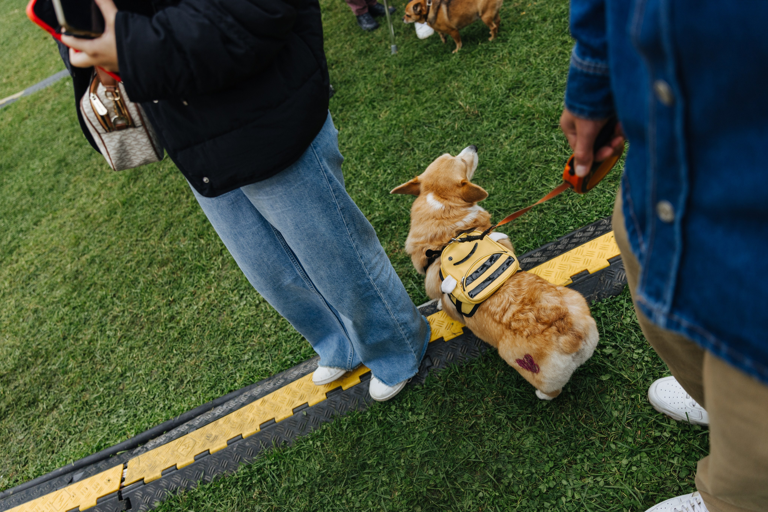 Хвостатый репортаж. Аксана Лисовская фотограф в Москве. Фотографии с характером